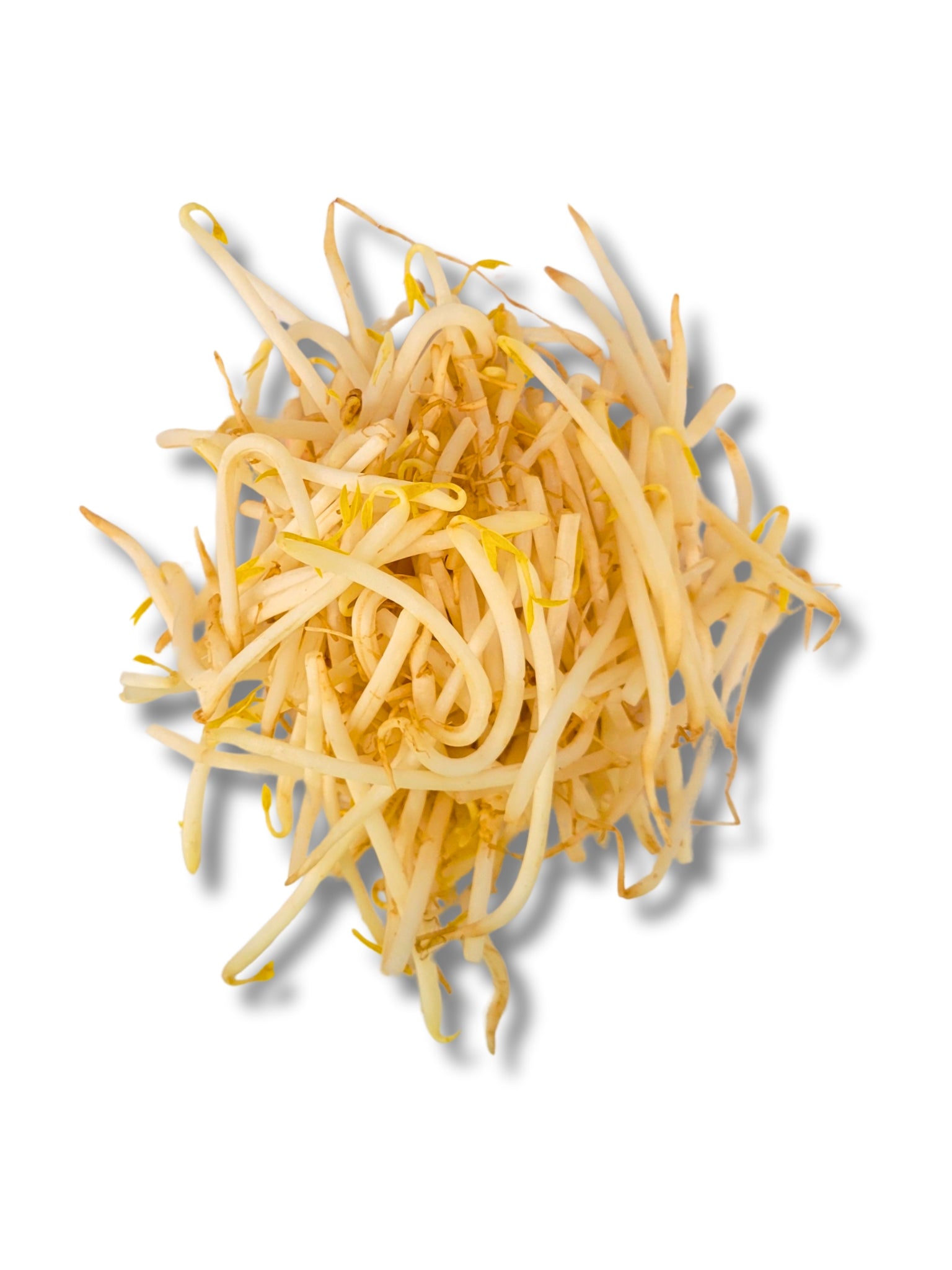 Beansprouts