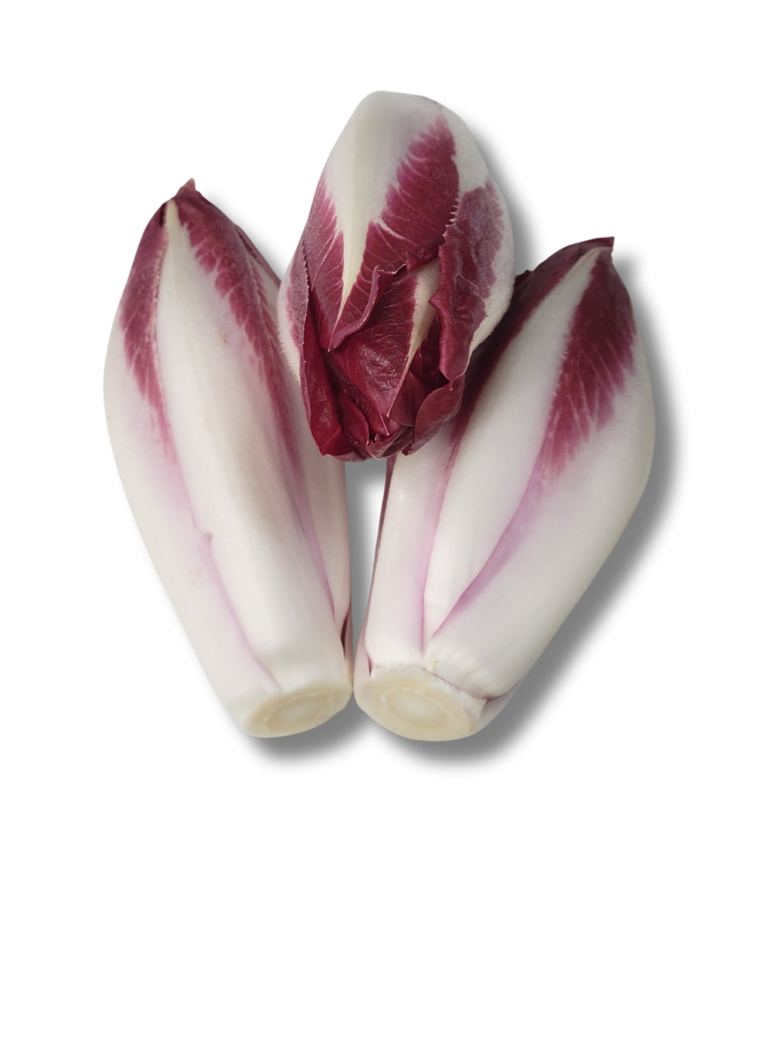 Red Chicory