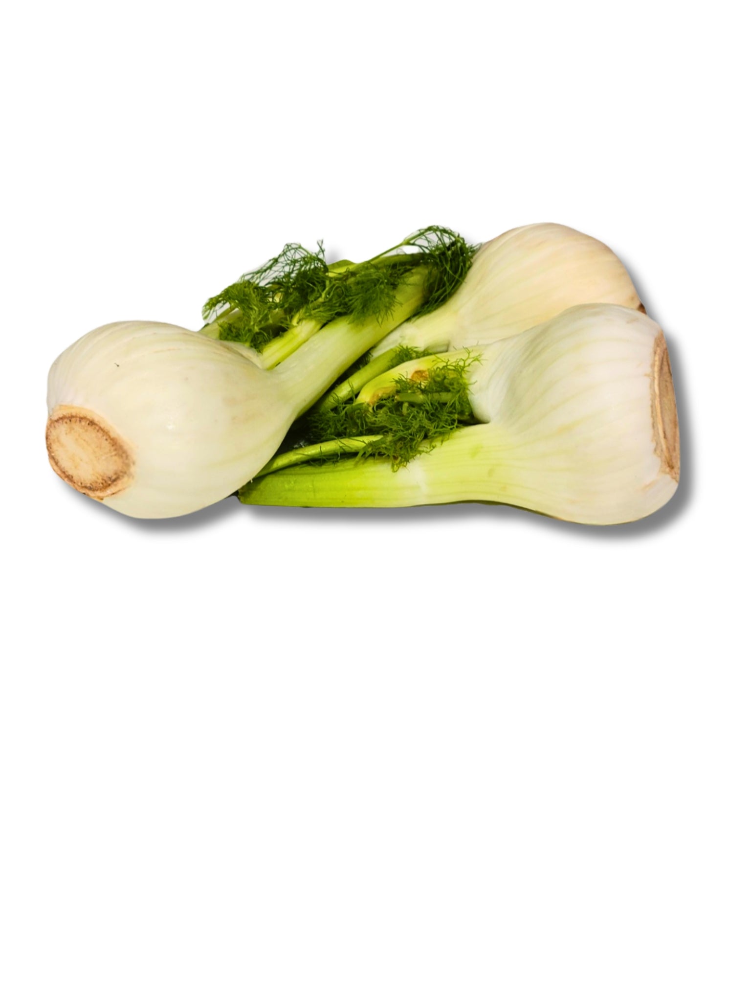 Fennel