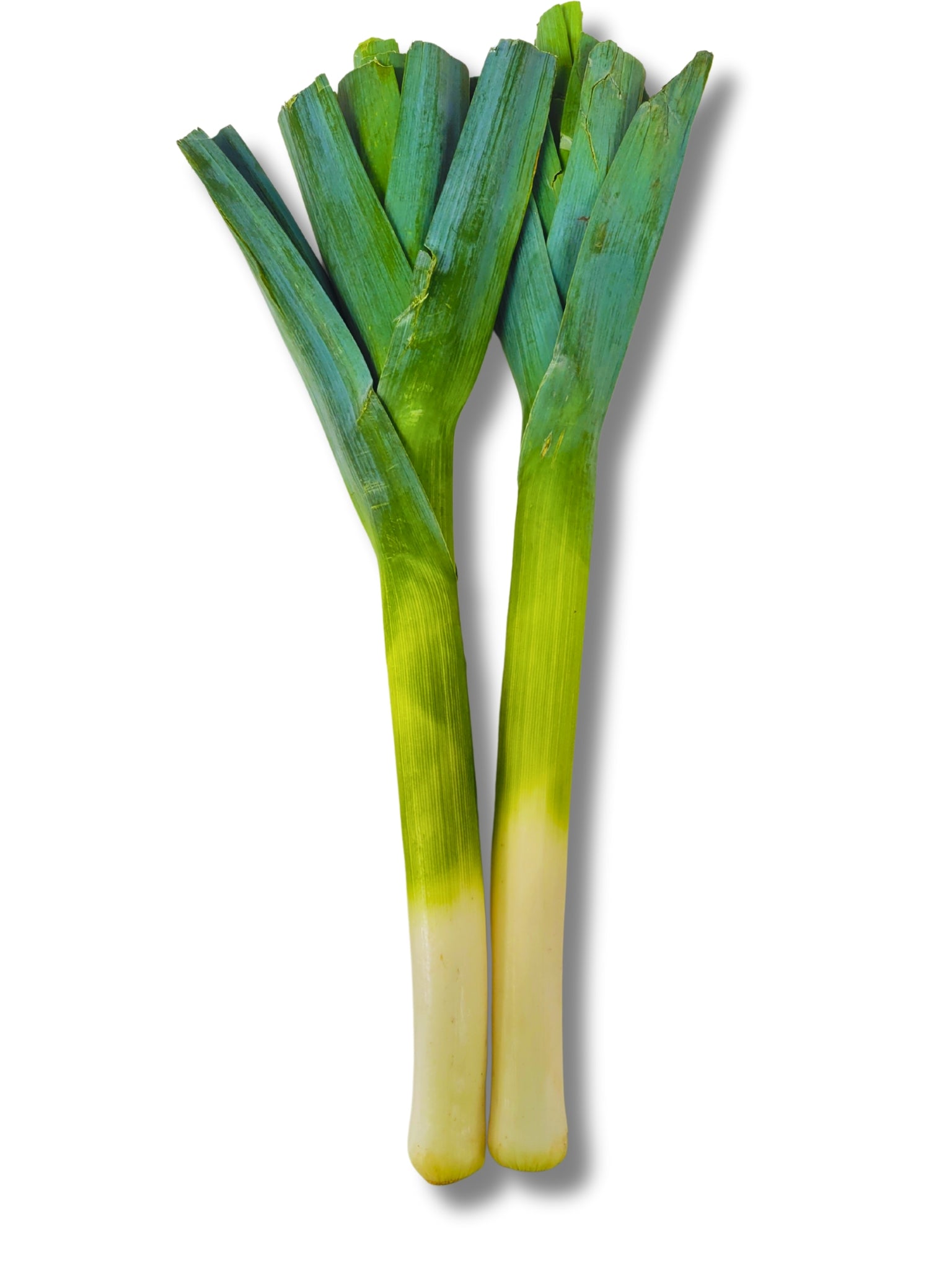 Leek