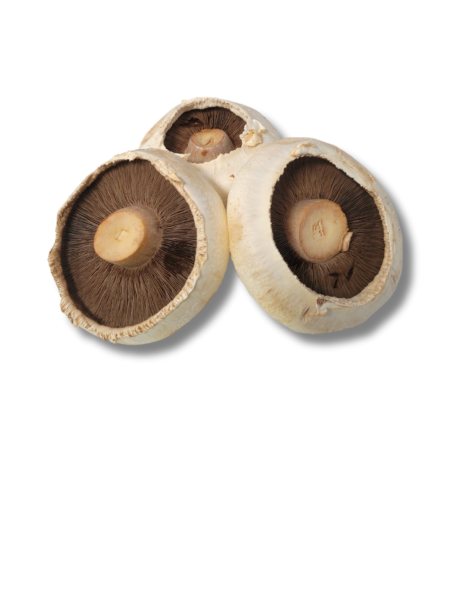 Flat Mushrooms