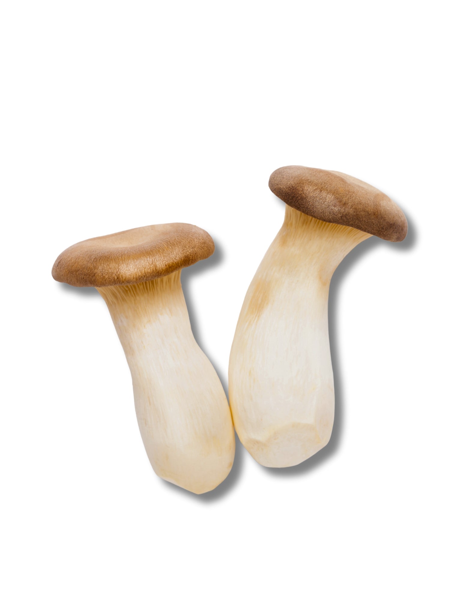 King Oyster Mushrooms (Eringi)