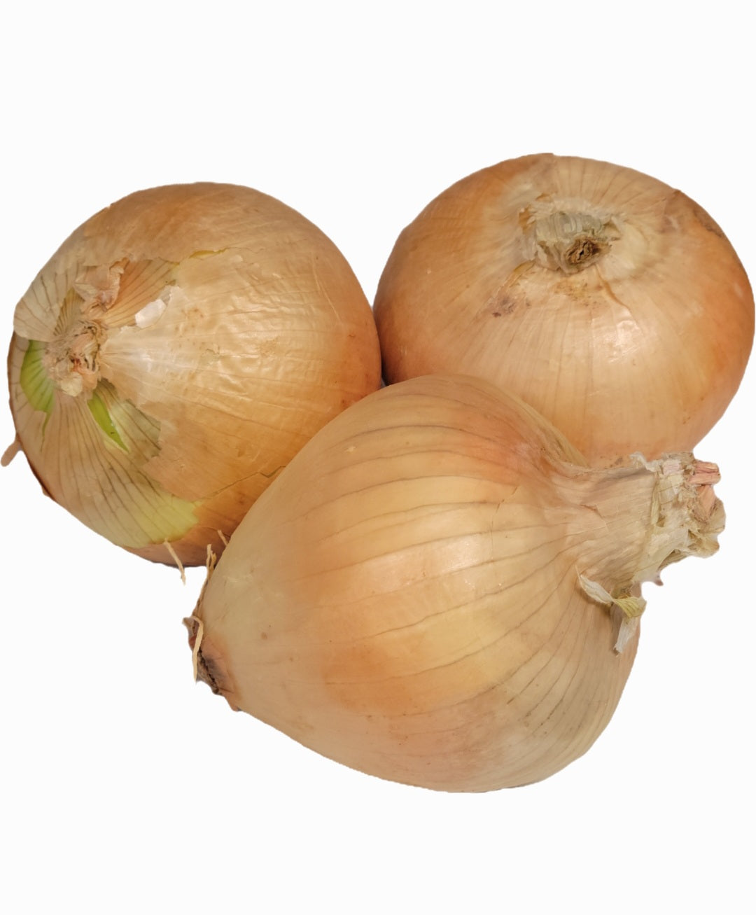 Large Spanish Onion