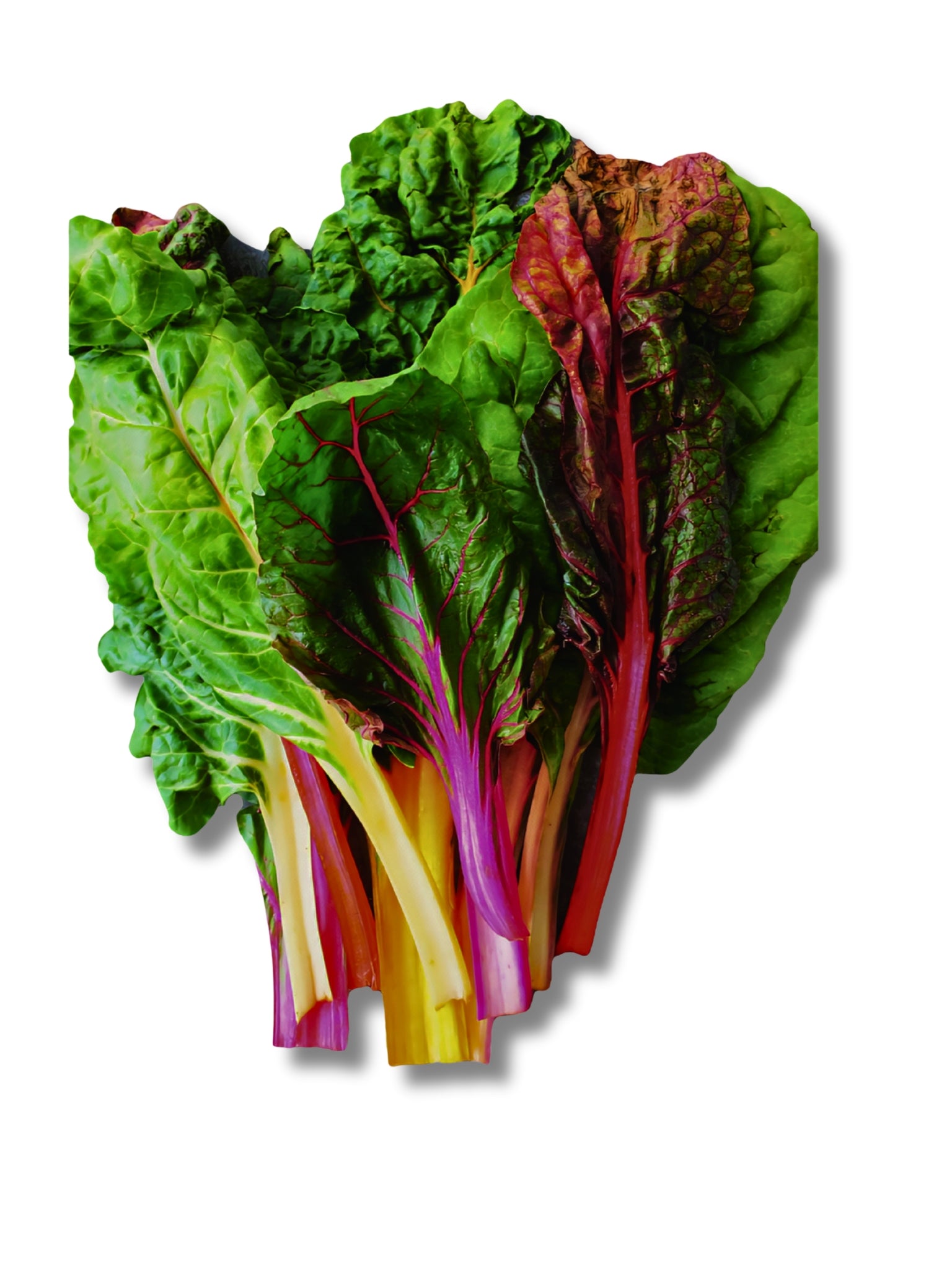Rainbow Swiss Chard