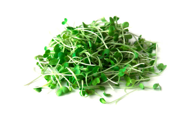Micro Nastrursian Cress