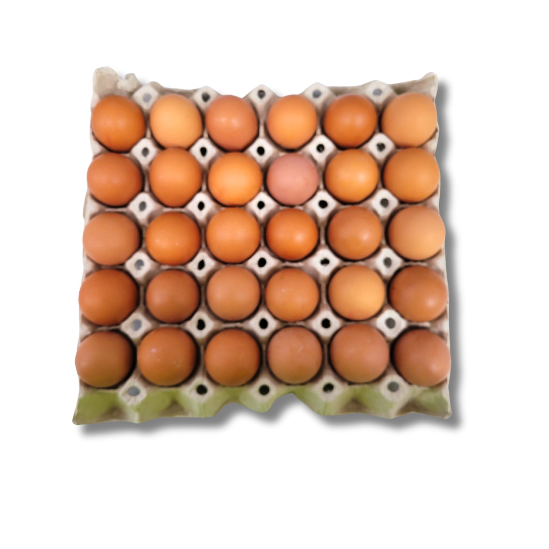 Eggs Keyes Large