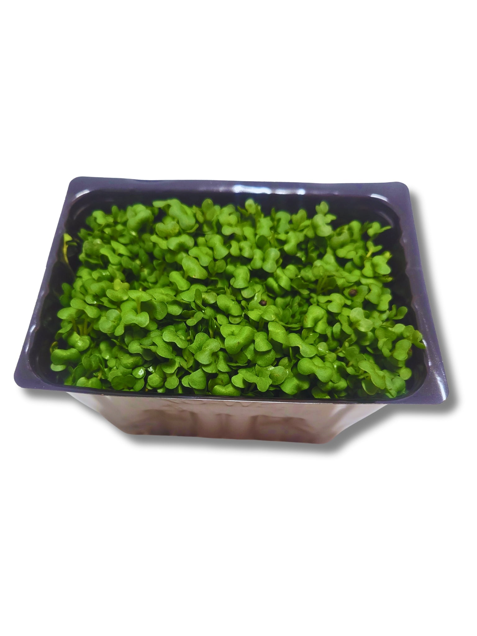 Mustard Cress