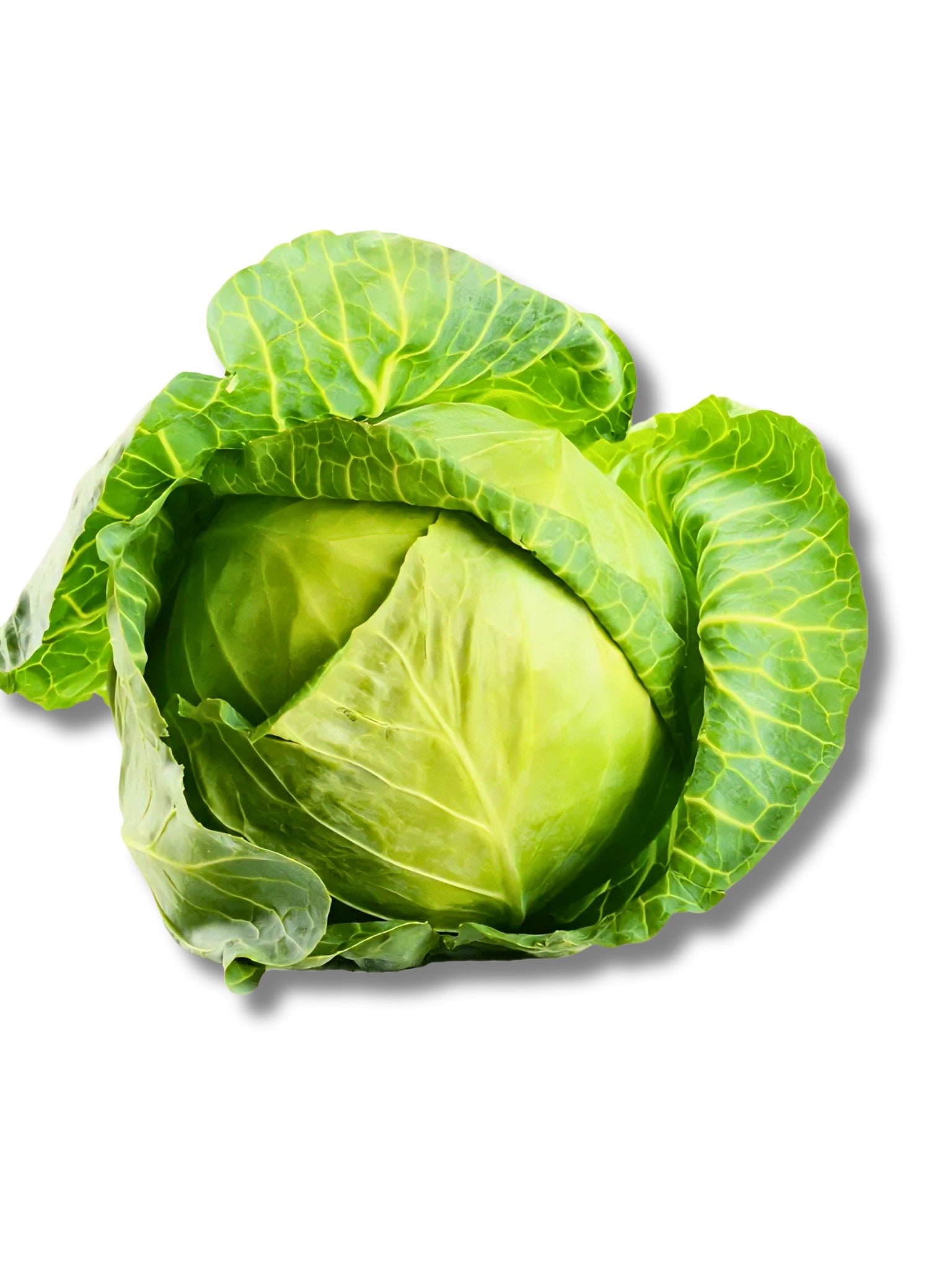 Primo Cabbage