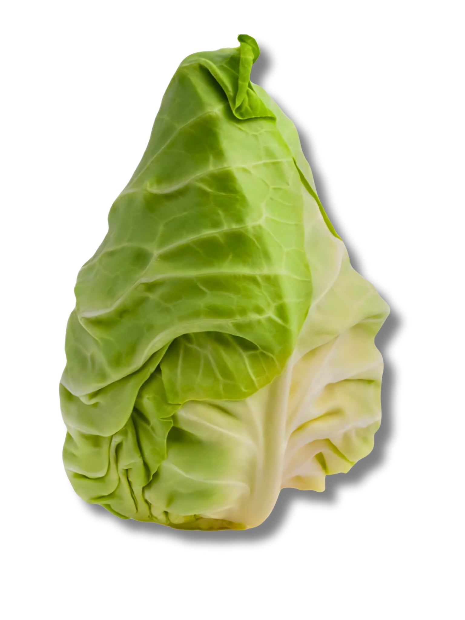 Hispi Cabbage