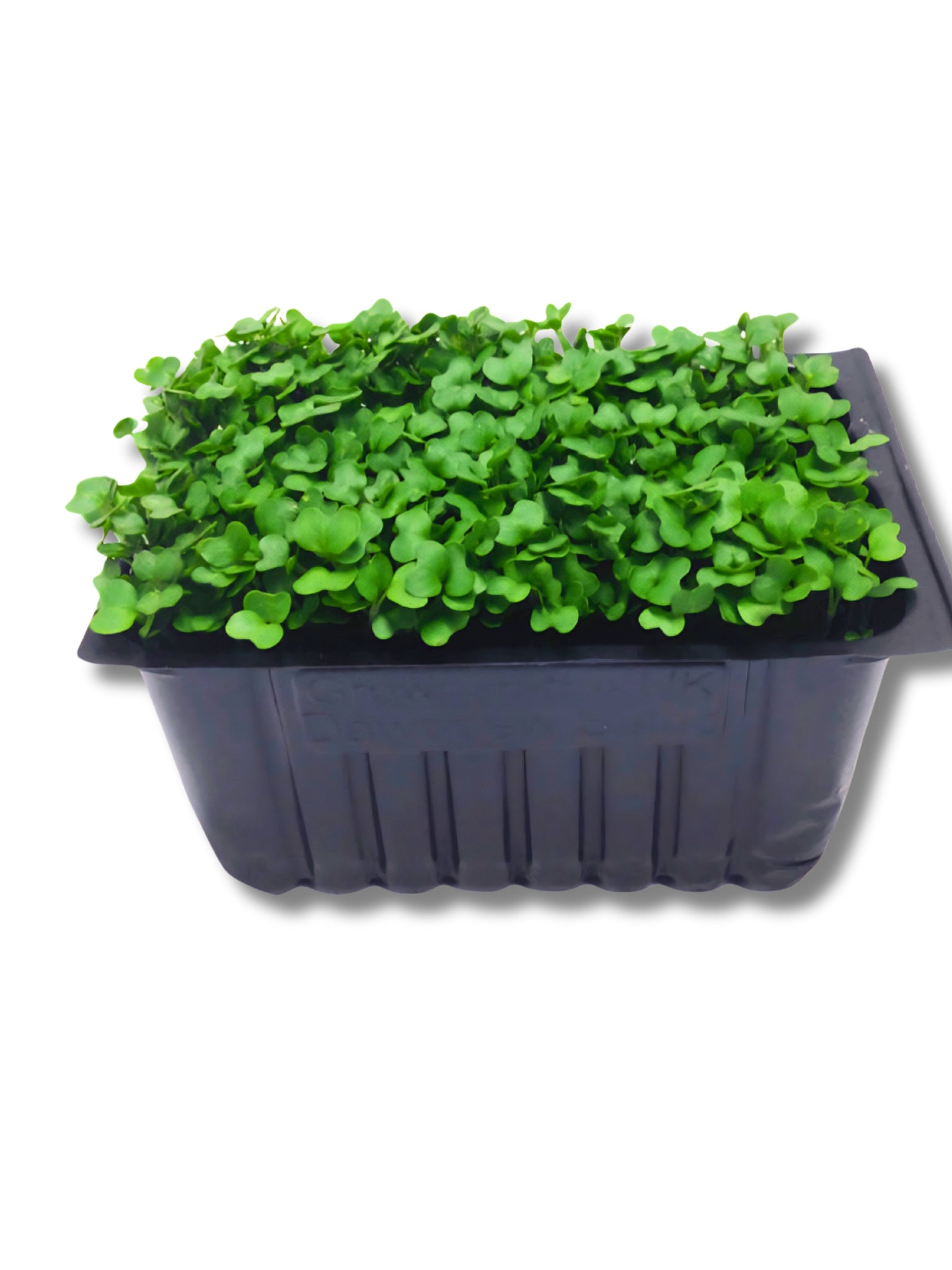 Watercress