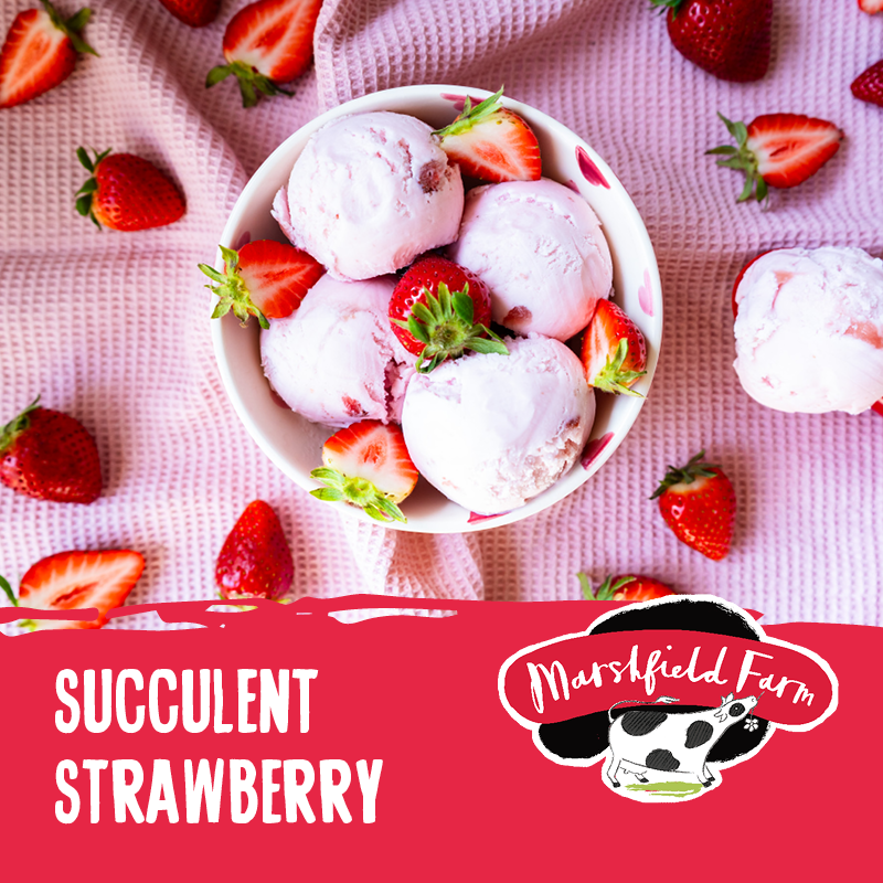 Ice Cream Marshfield Strawberry Succulent