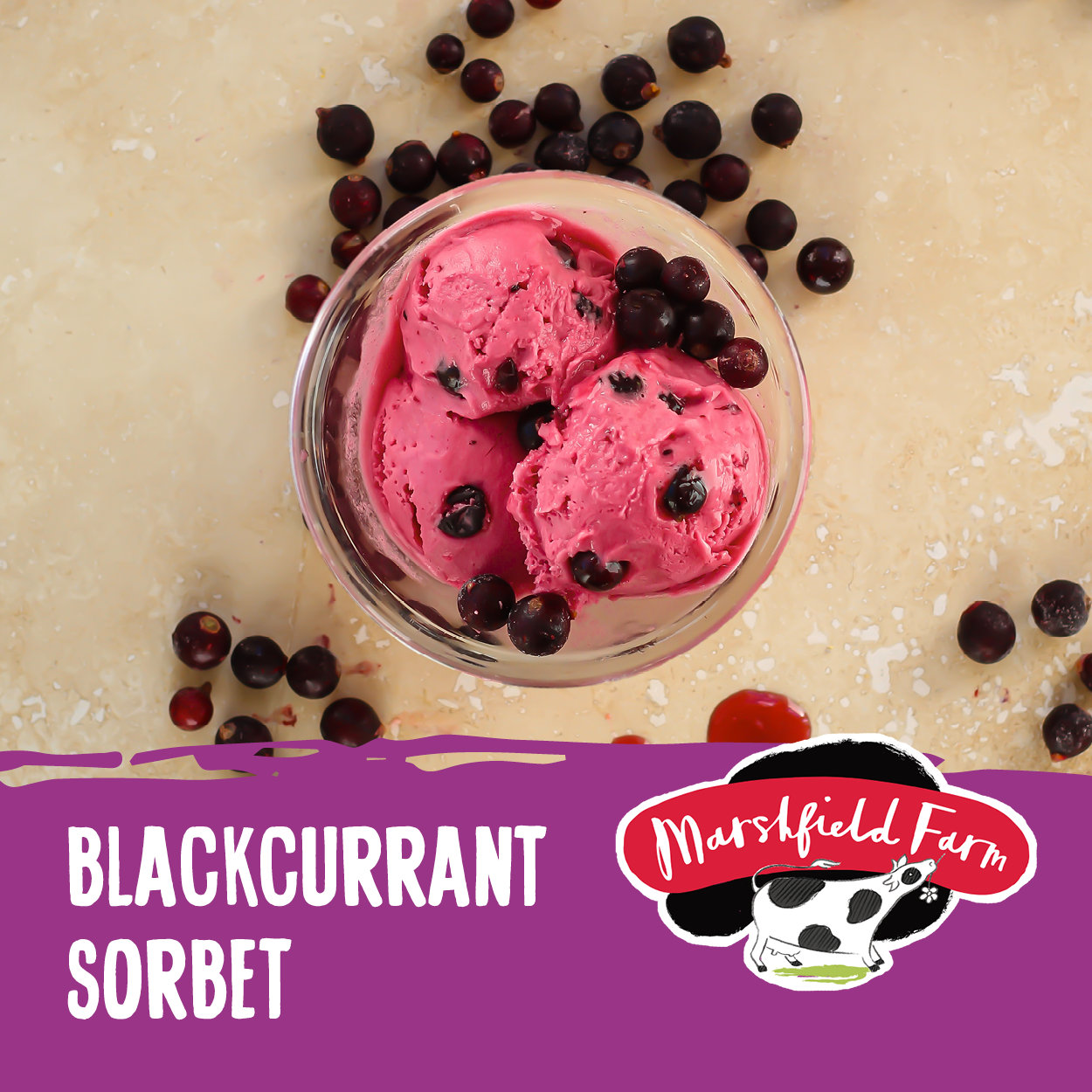 Ice Cream Marshfield Blackcurrant Sorbet