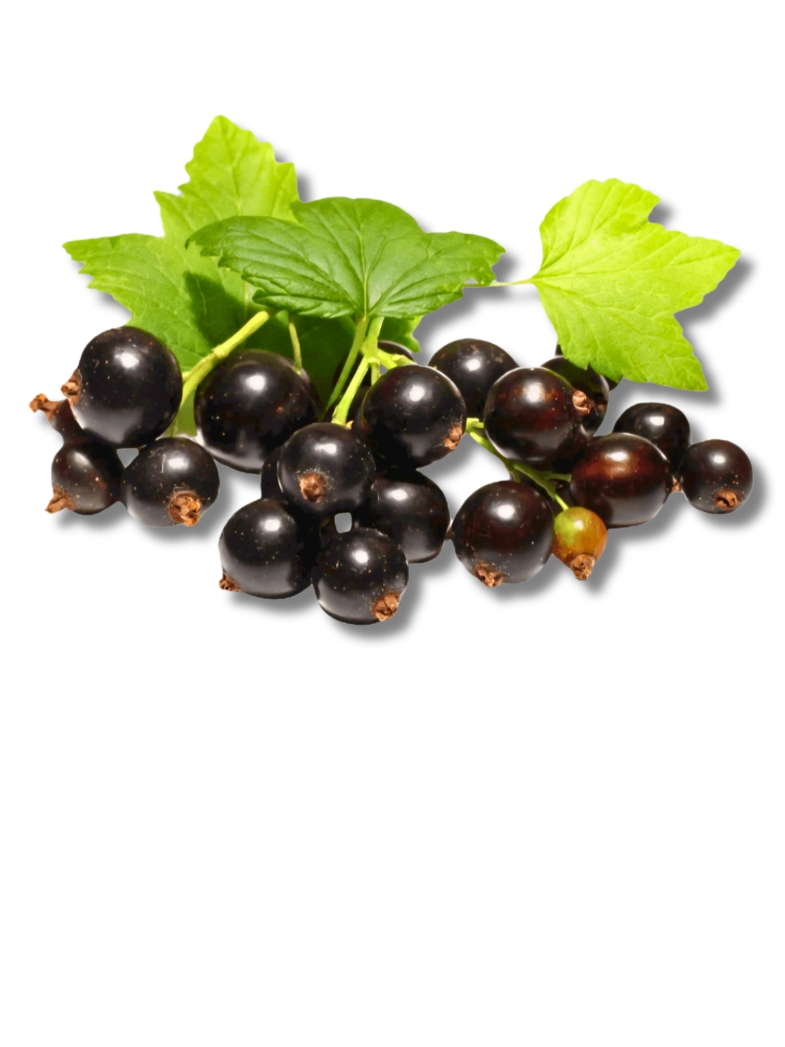 Fresh Blackcurrant
