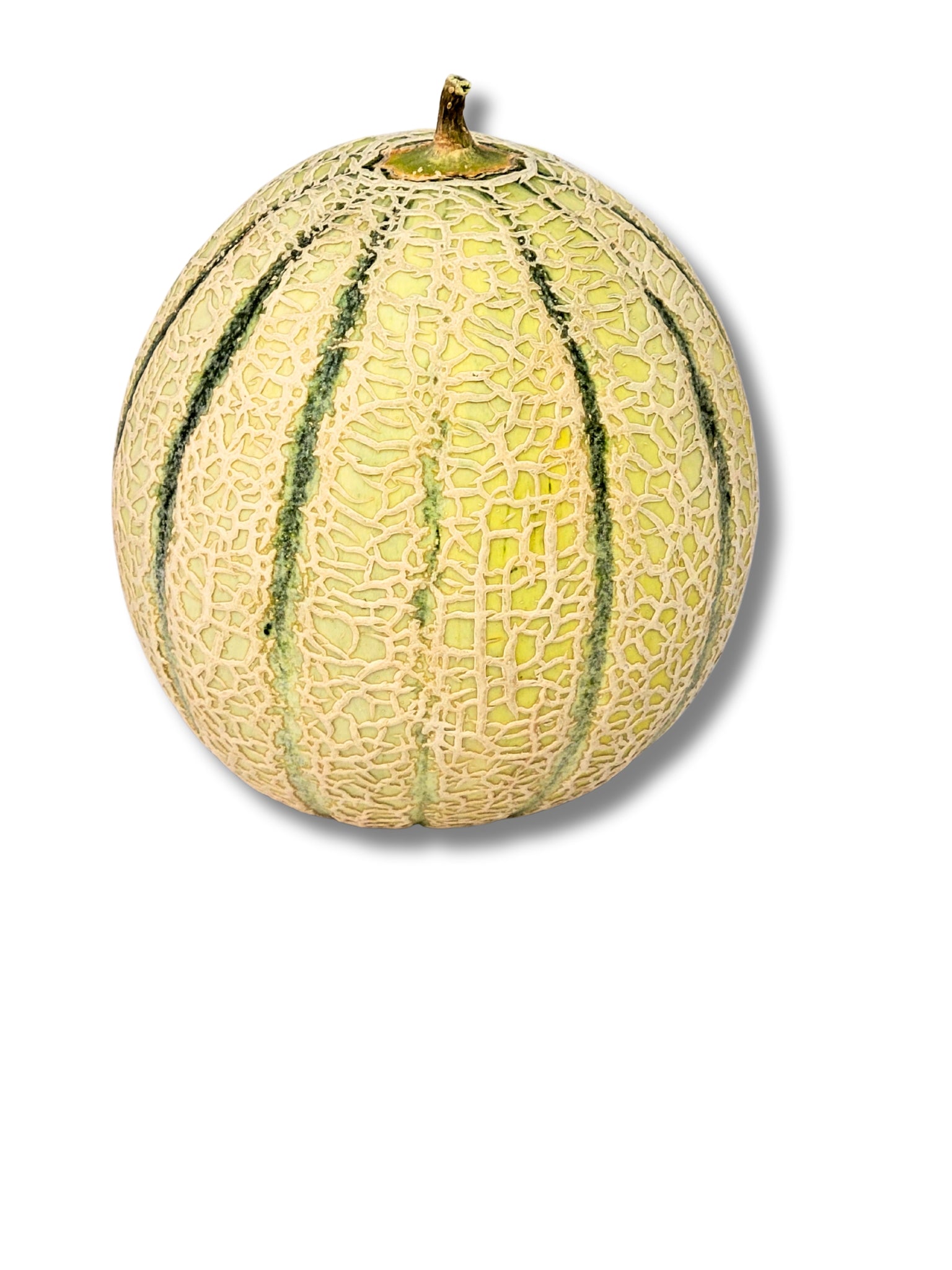 Cantaloupe Melon