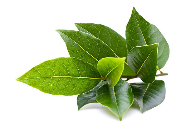 Fresh Bay Leaf