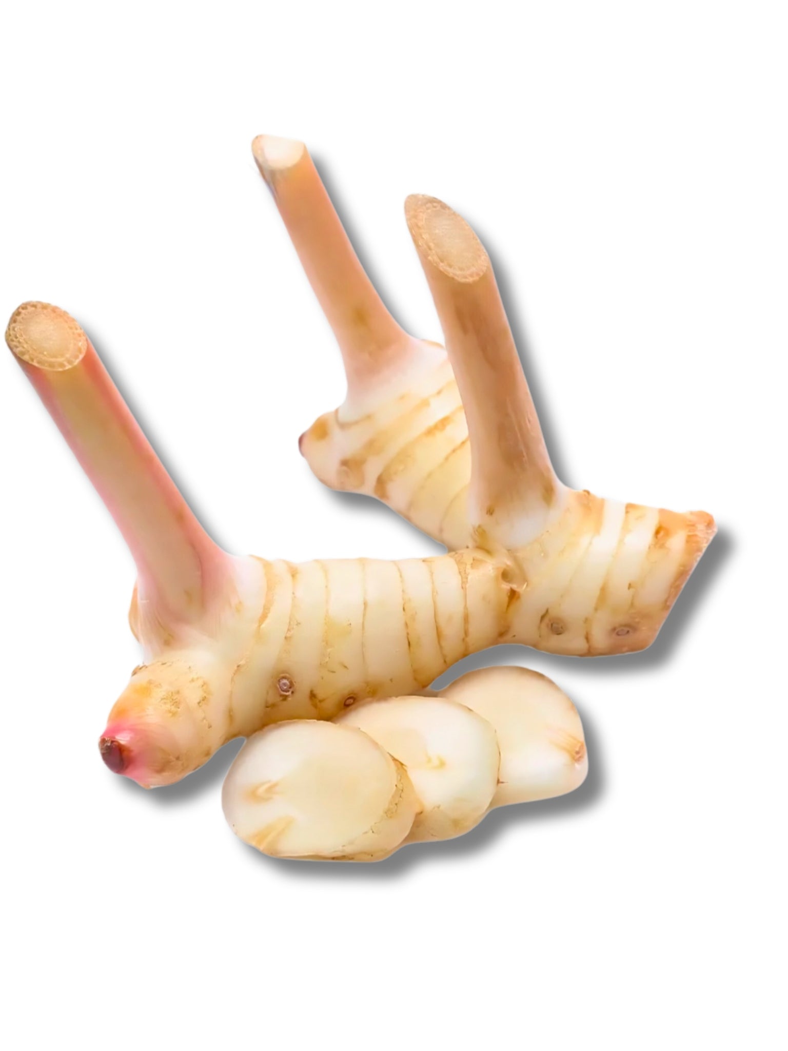 Galangal