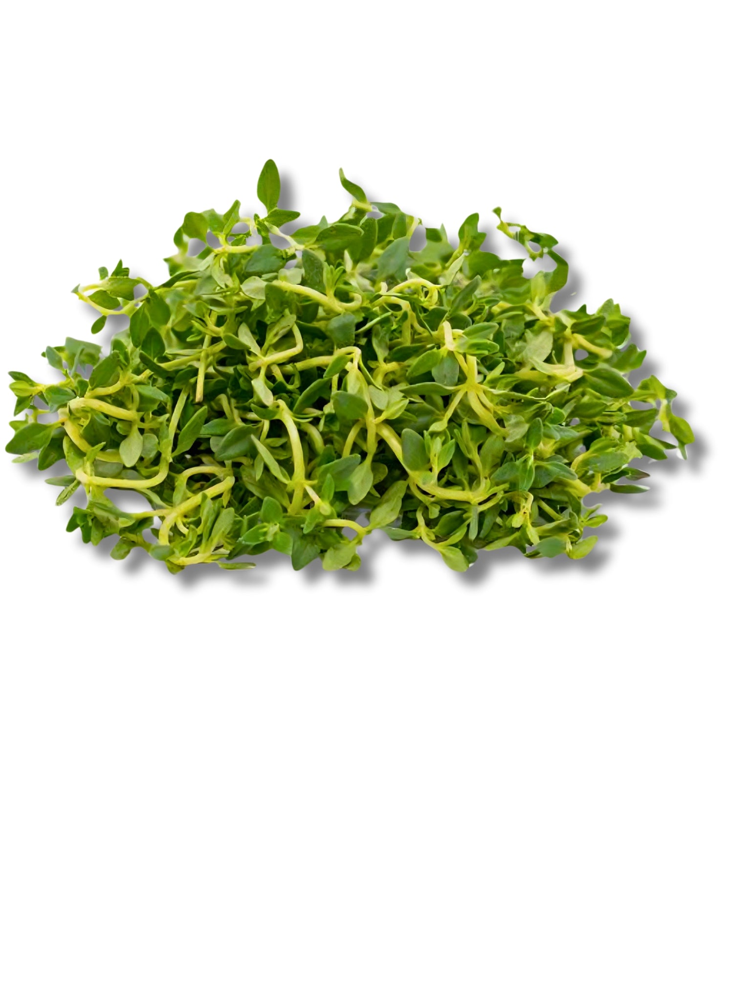 Fresh Lemon Thyme