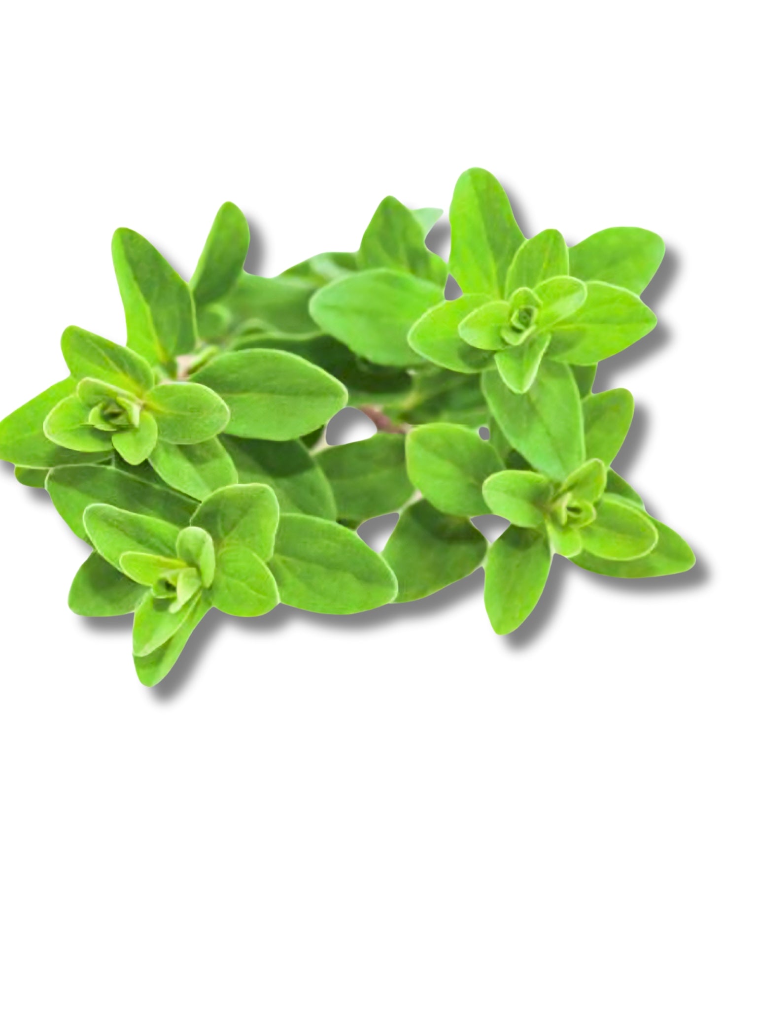 Fresh Marjoram