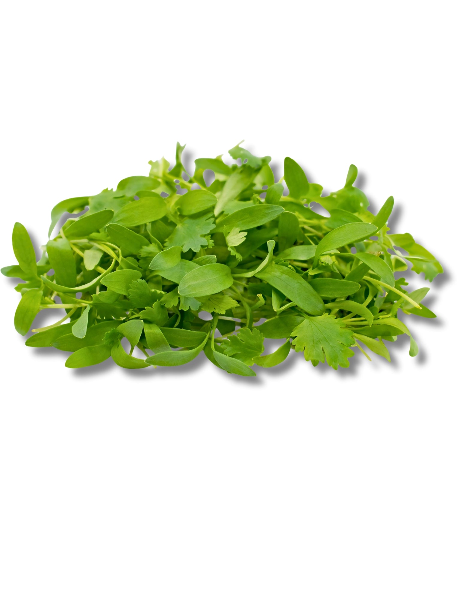 Micro Coriander Cress
