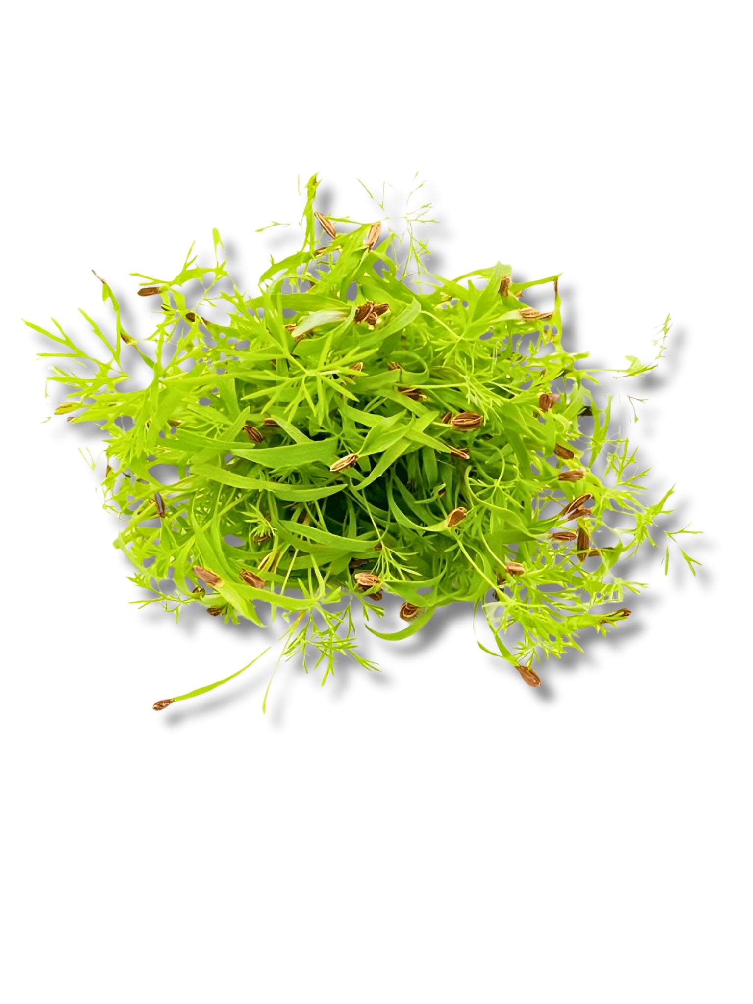 Micro Fennel Cress