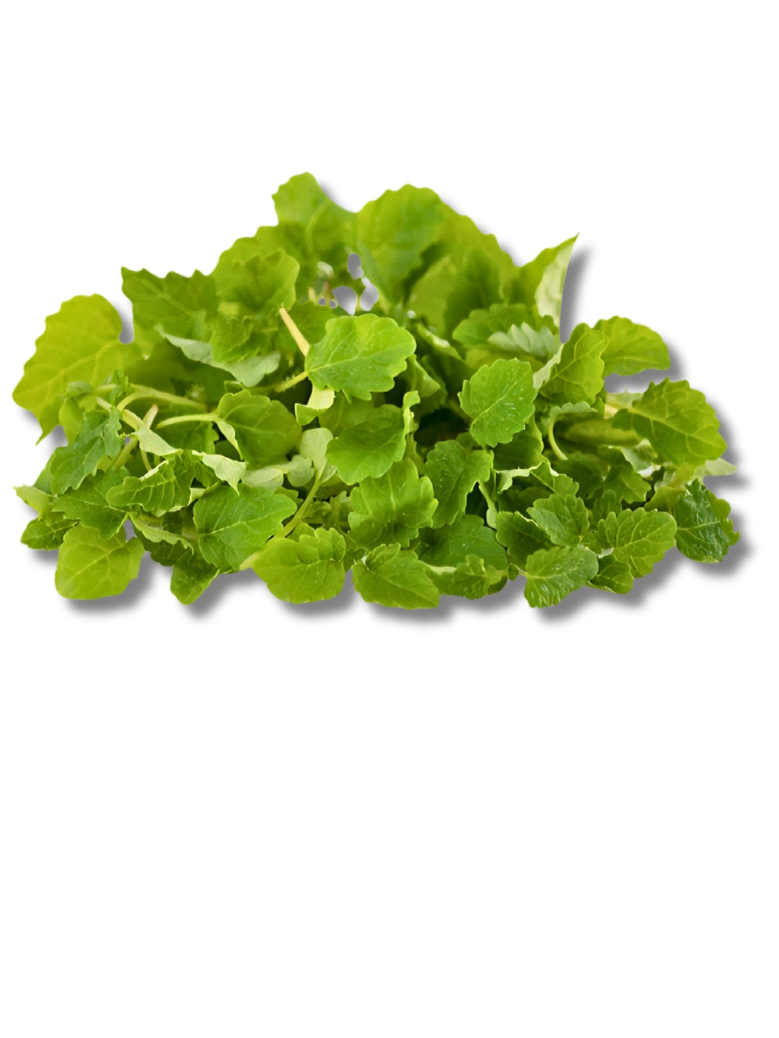 Micro Lemonbalm