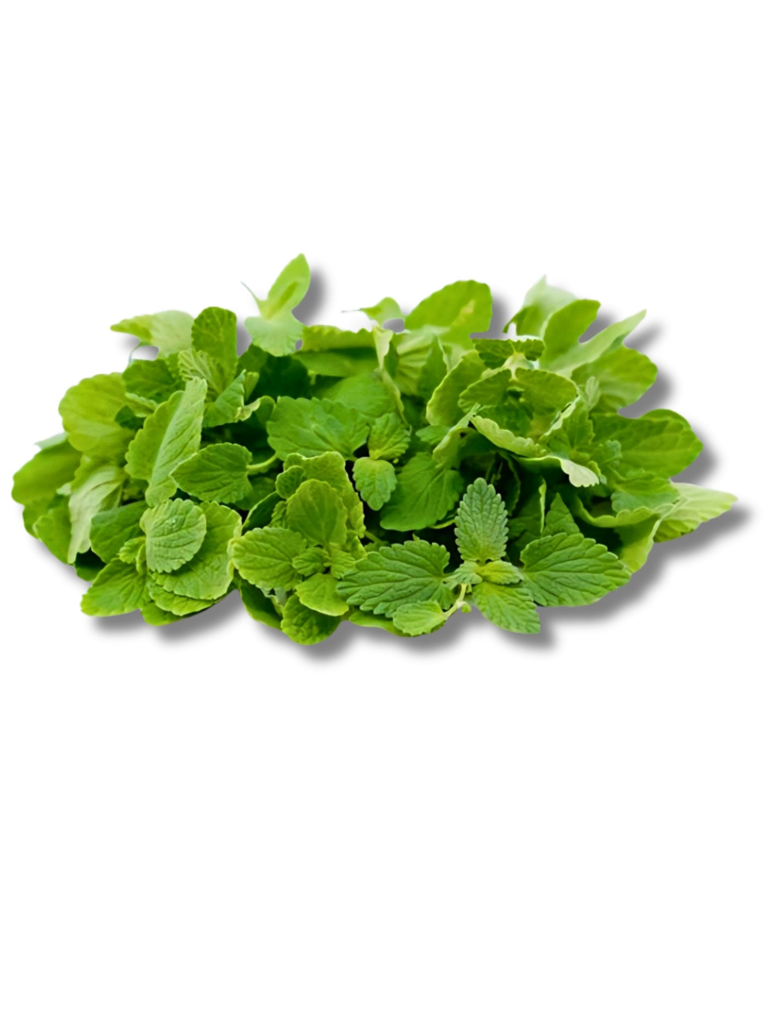 Micro Mint Cress