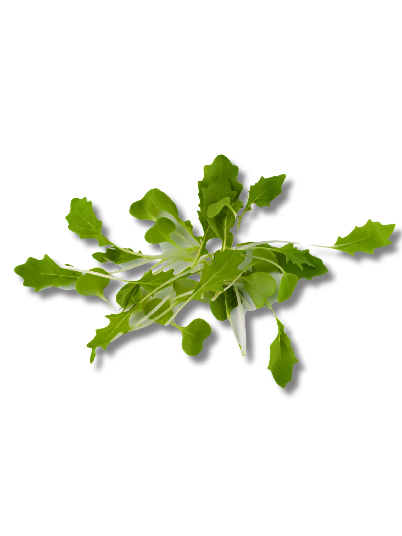 Micro Mizuna Herbs