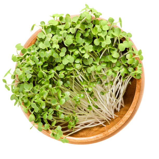 Micro Mustard