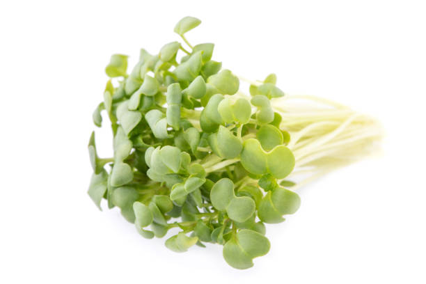 Micro Mustard Frill