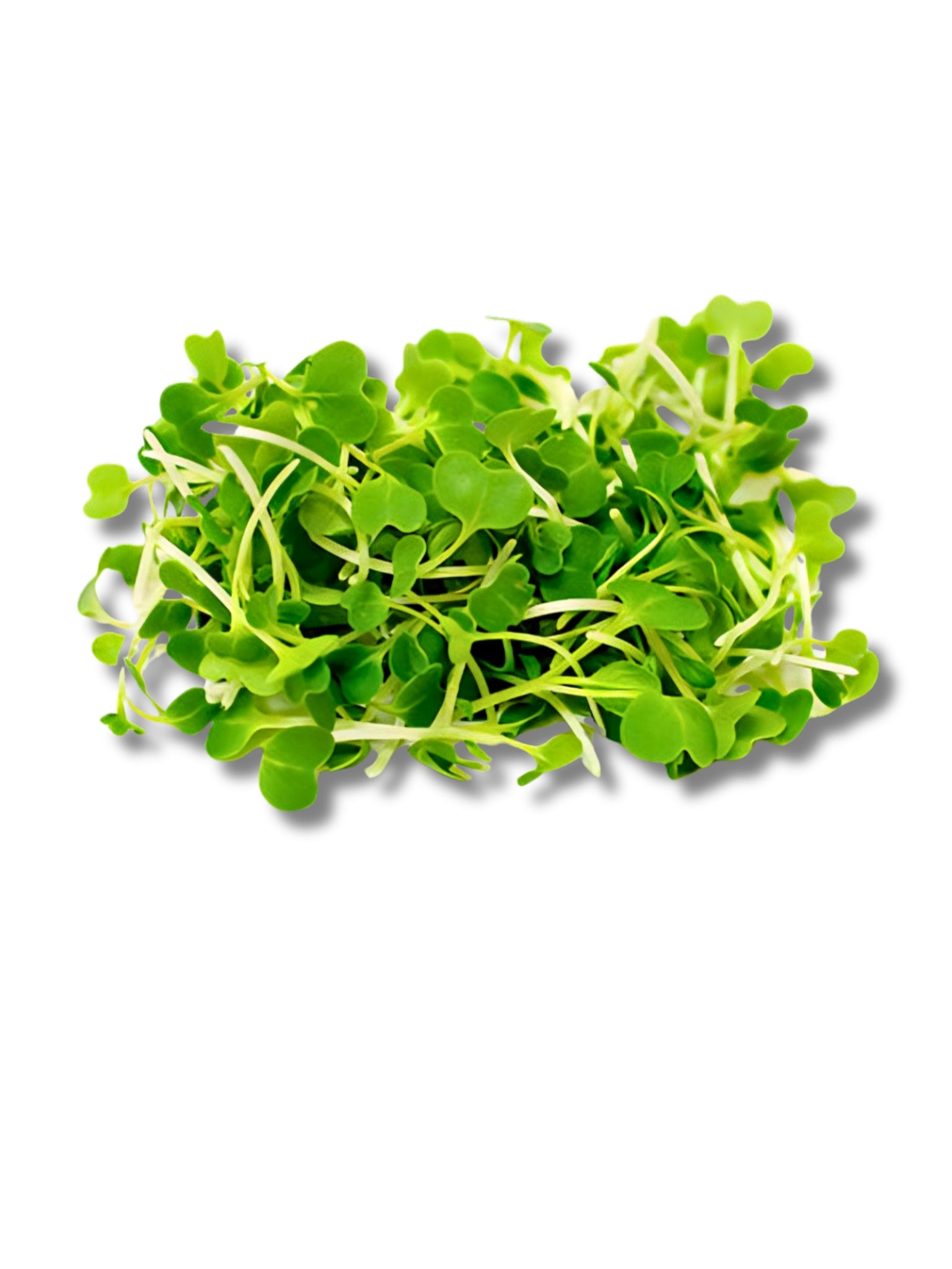 Micro Pak Choi