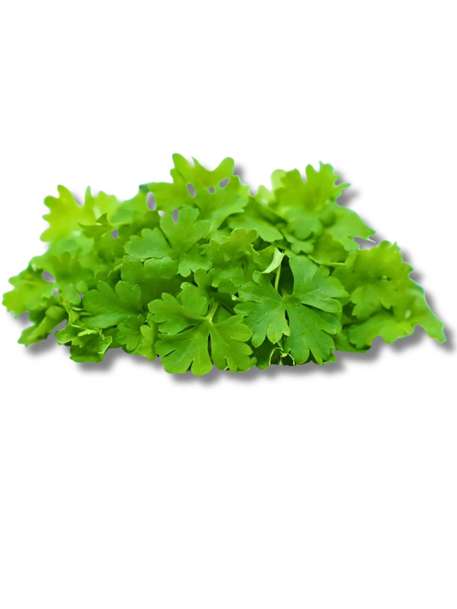Micro Parsley Cress