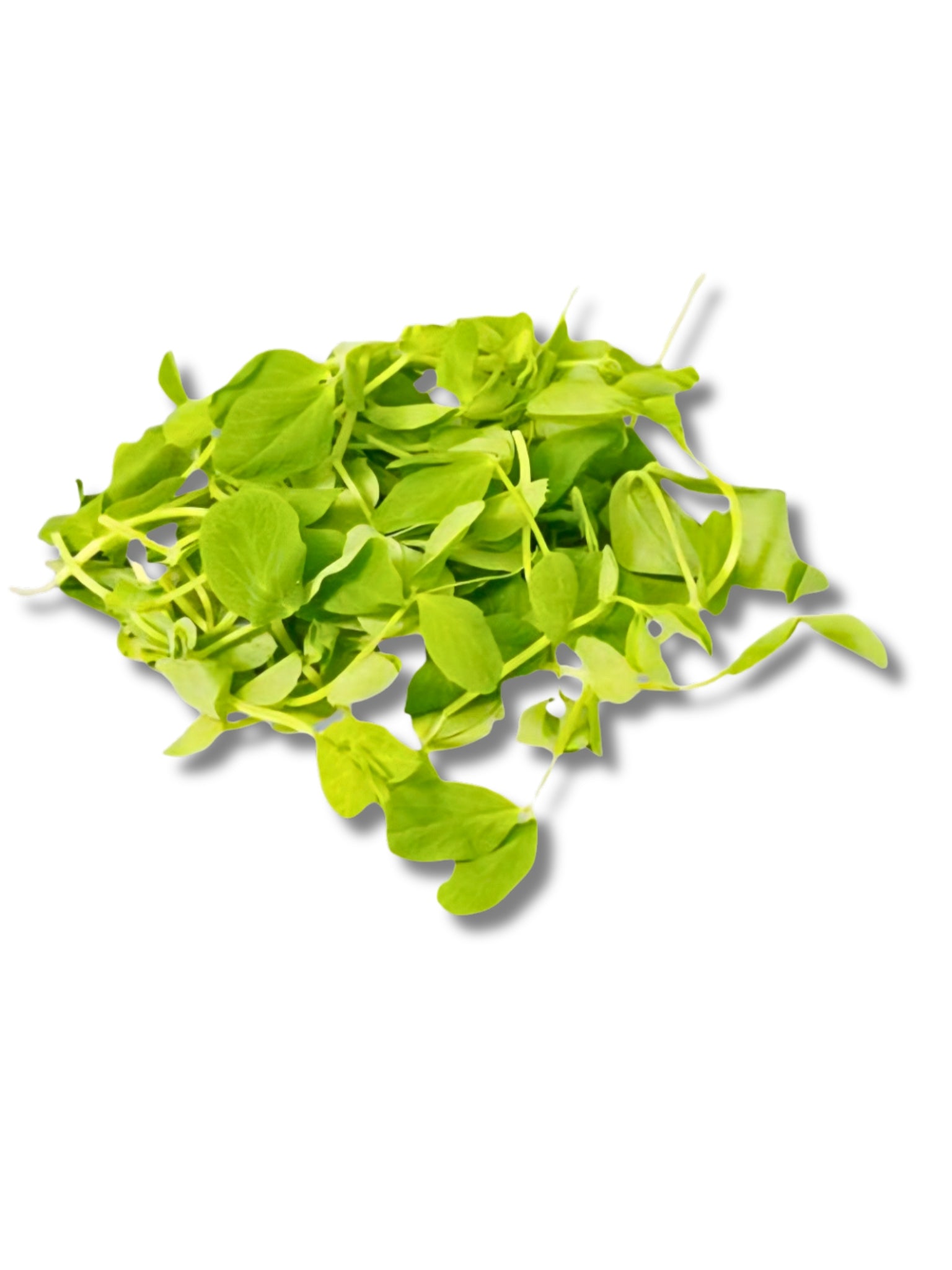 Micro Pea Shoot