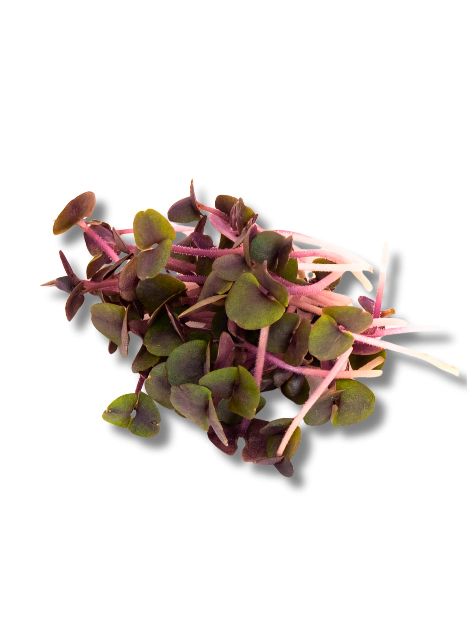 Micro Purple Basil