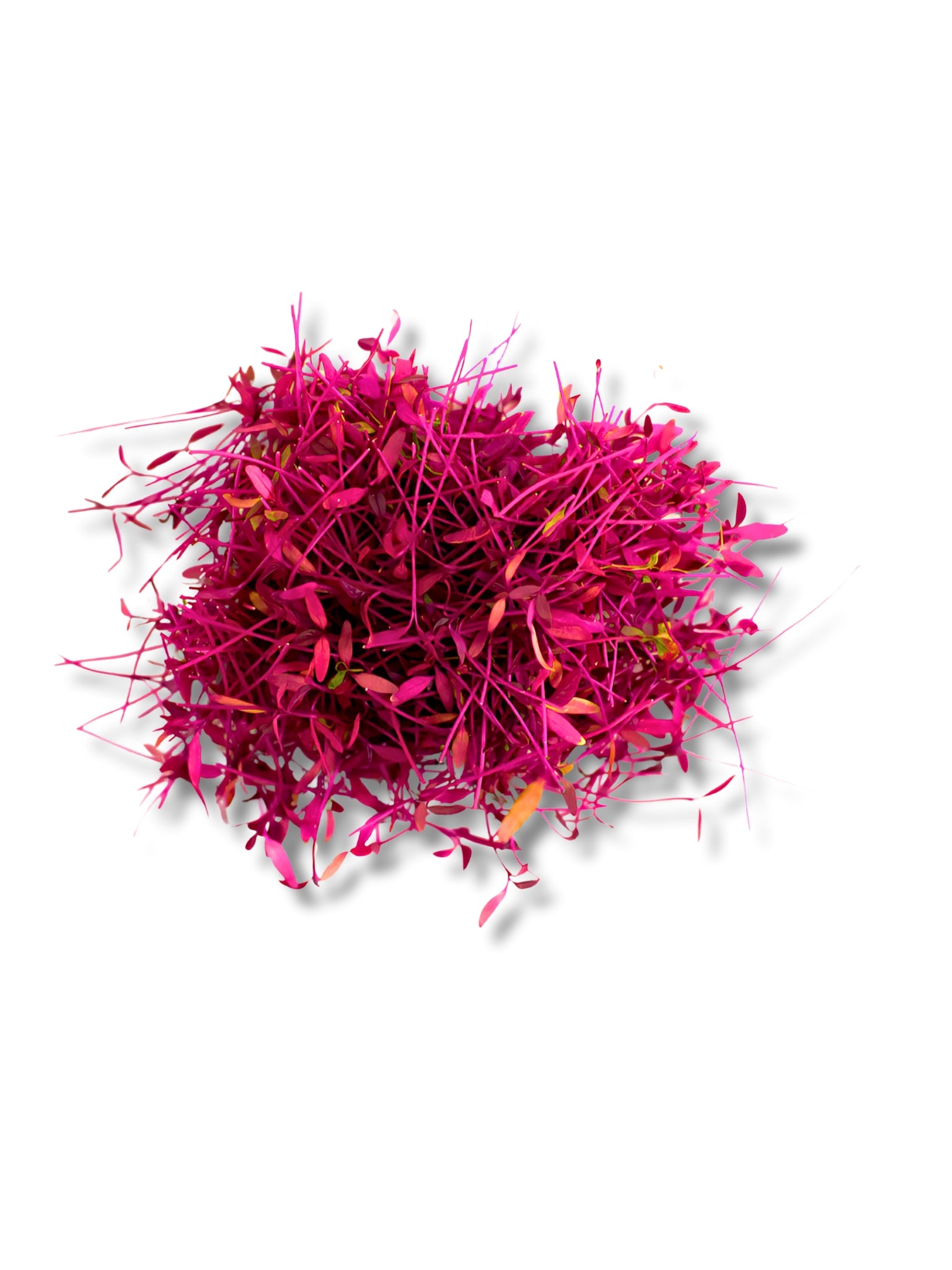 Micro Red Amaranth