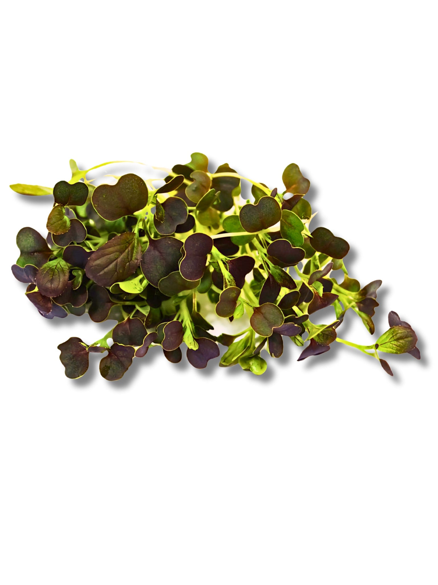 Micro Red Pak Choi