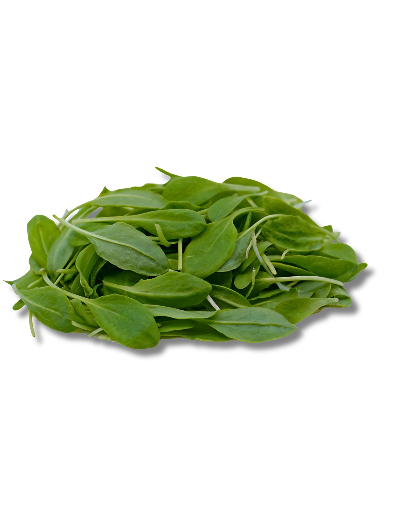 Micro Sorrel