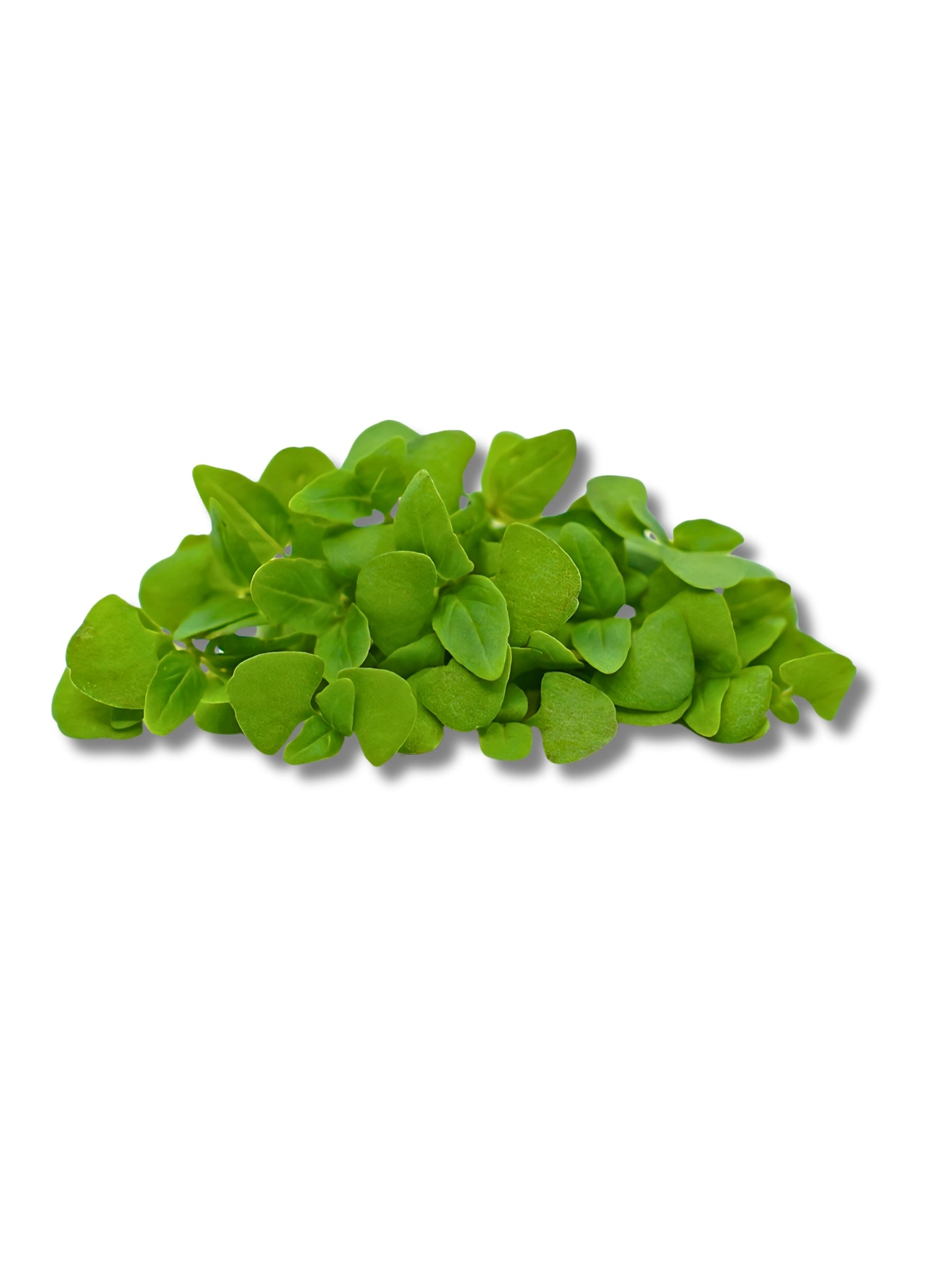 Micro Thai Basil