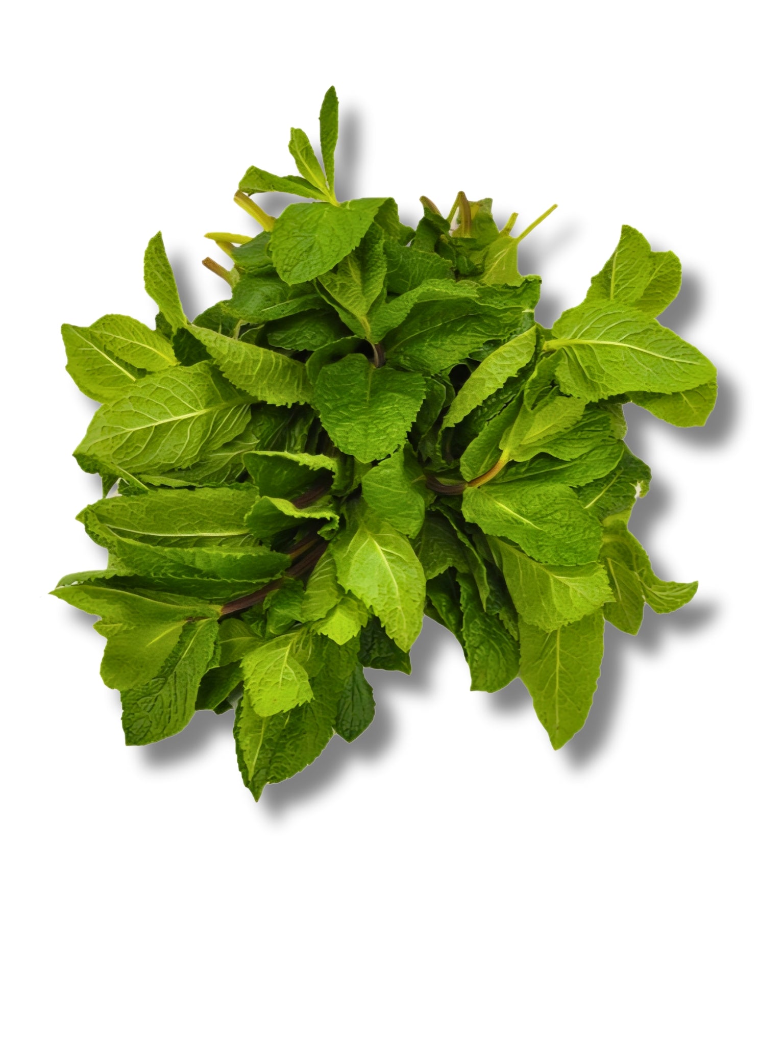 Fresh Mint