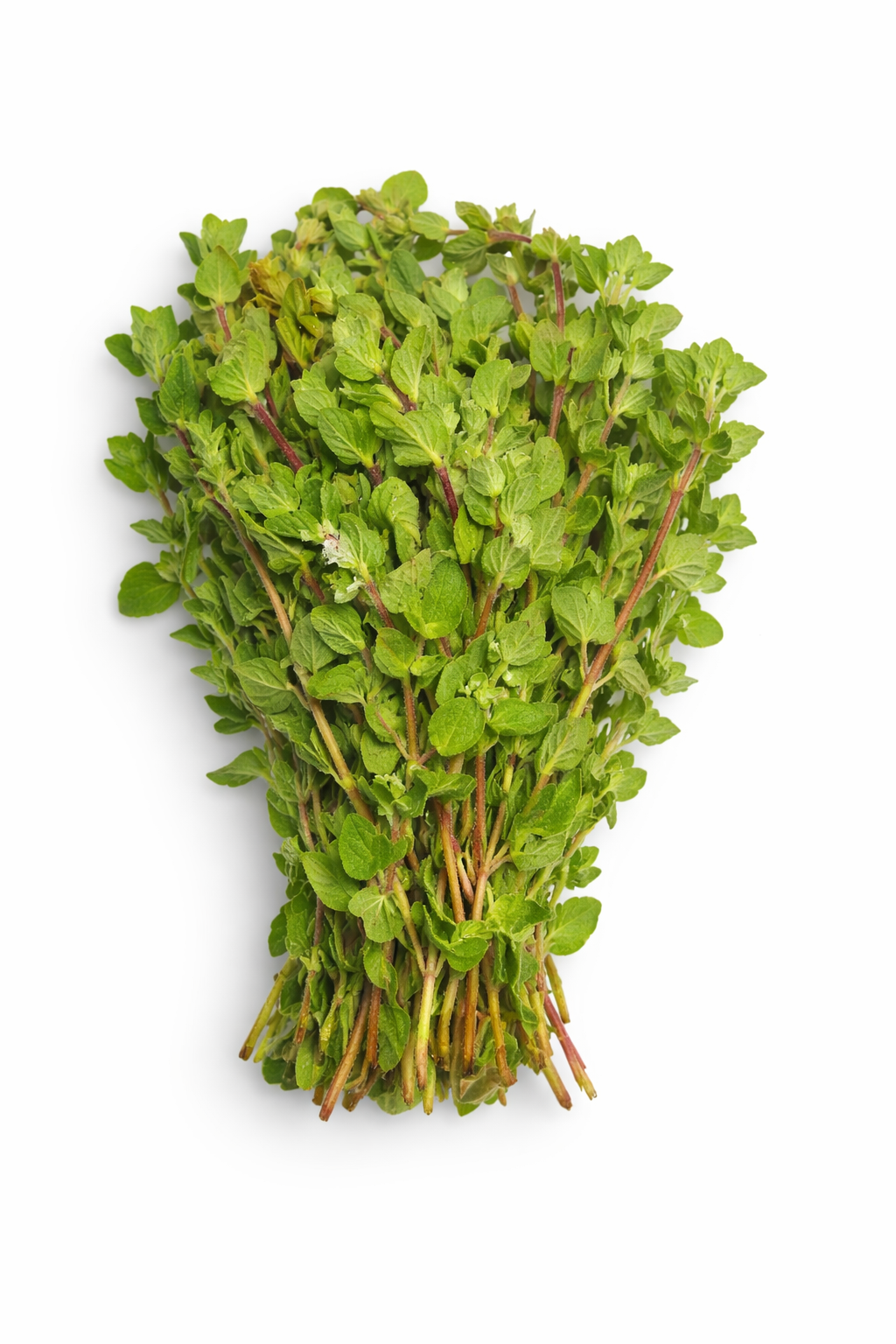 Oregano