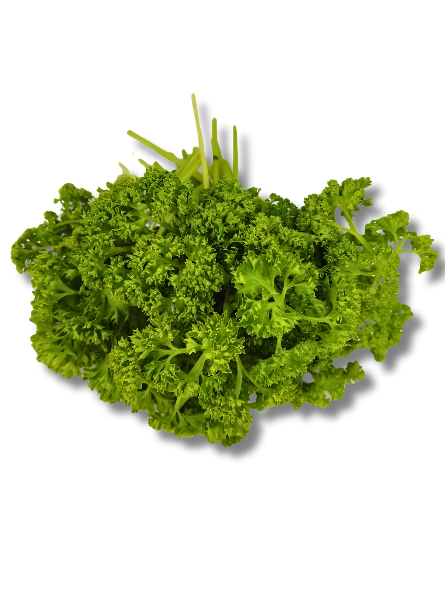 Fresh Curly Parsley
