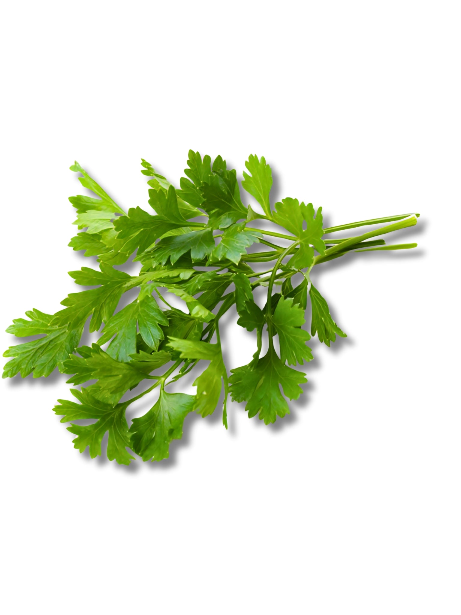Fresh Flat Parsley