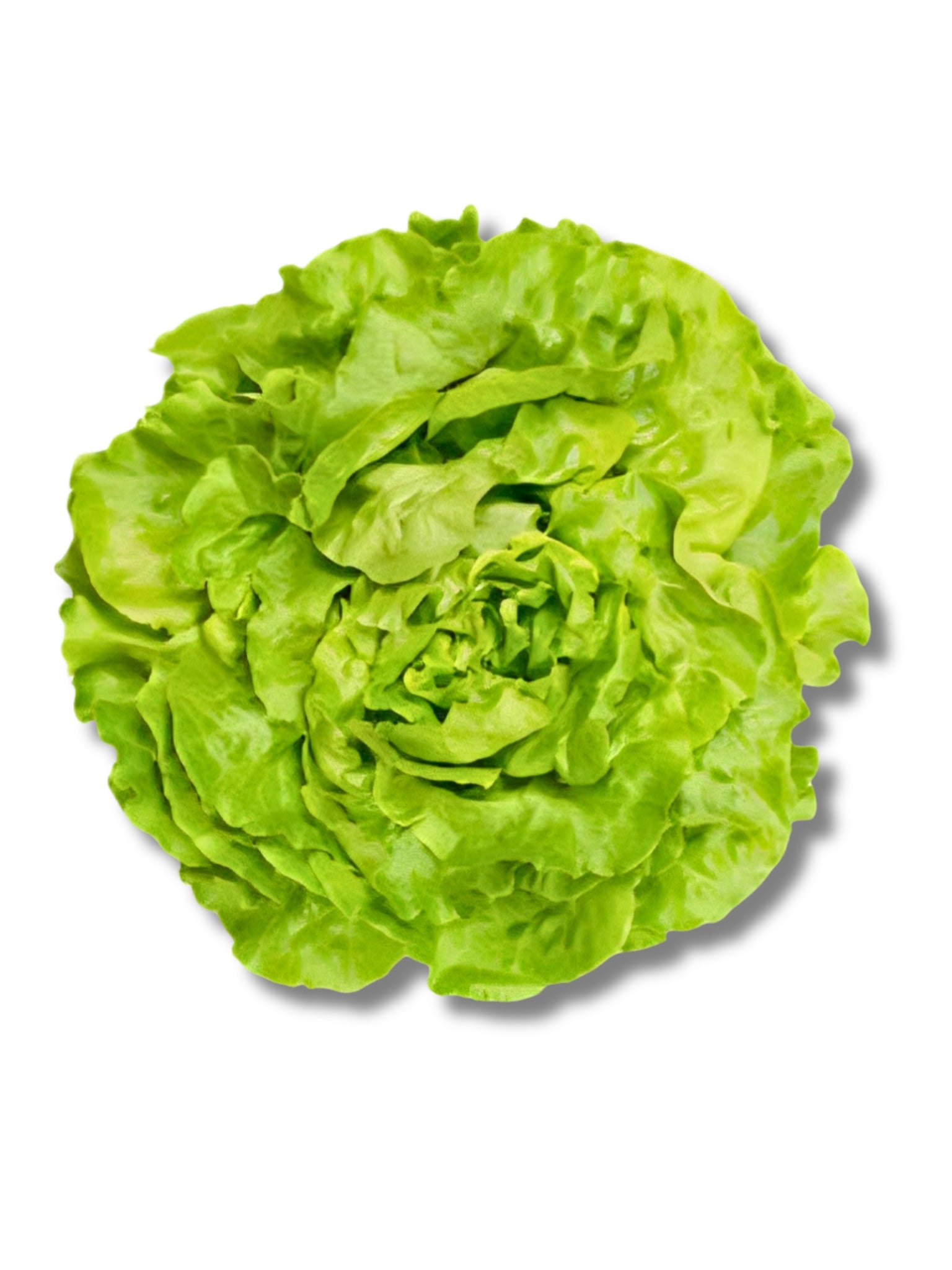 Round - Soft Lettuce
