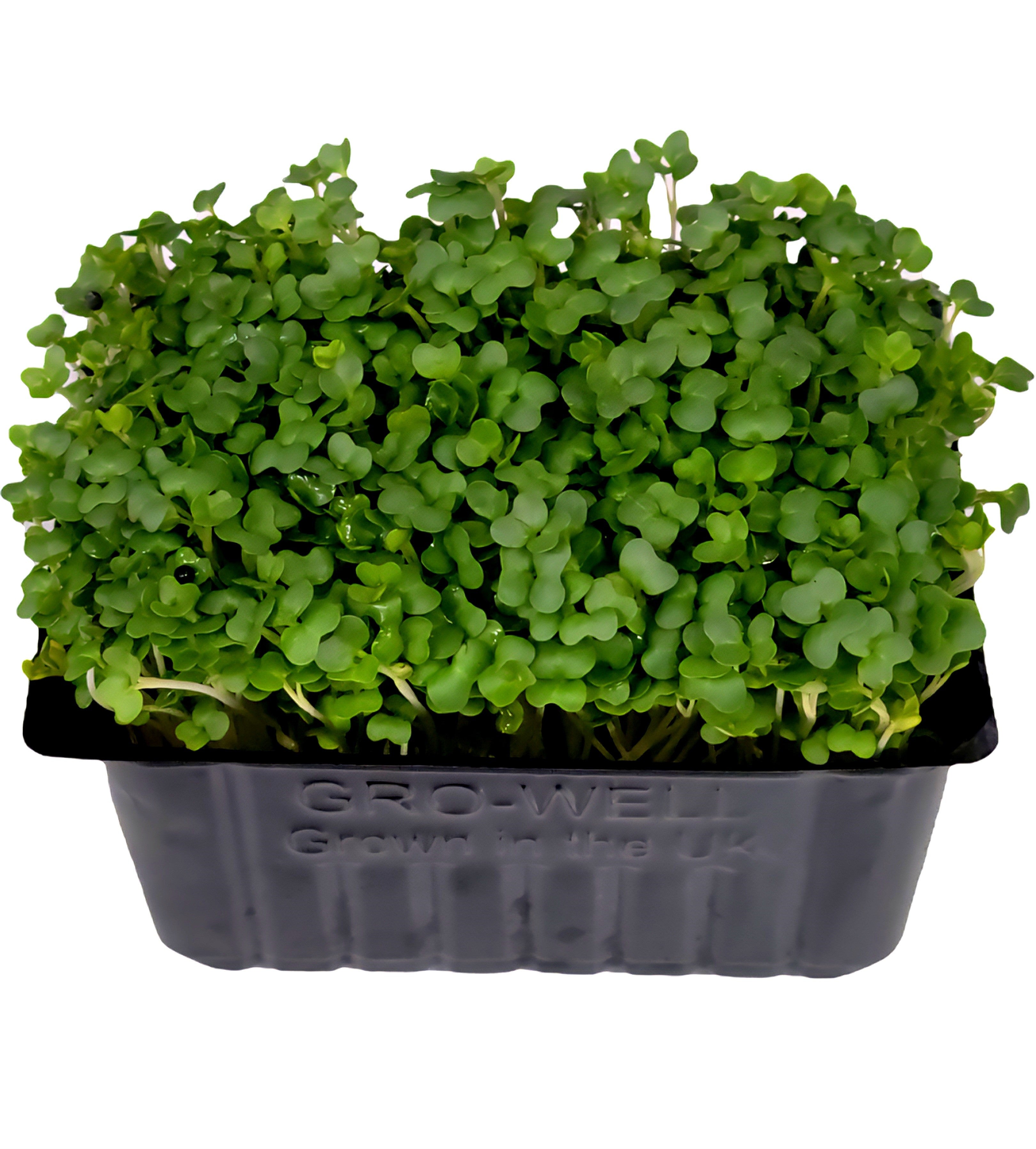 Micro Basil