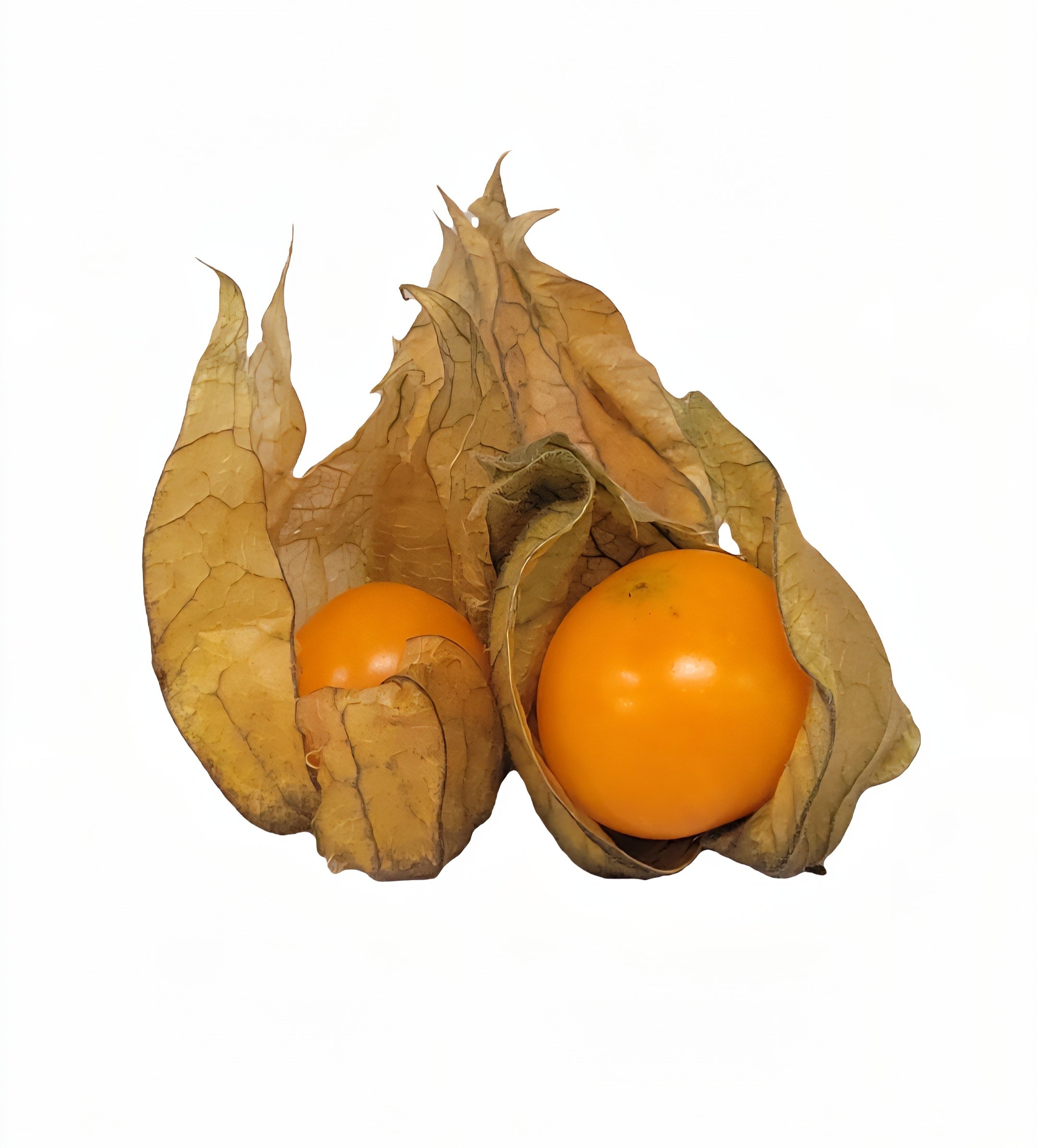 Physalis