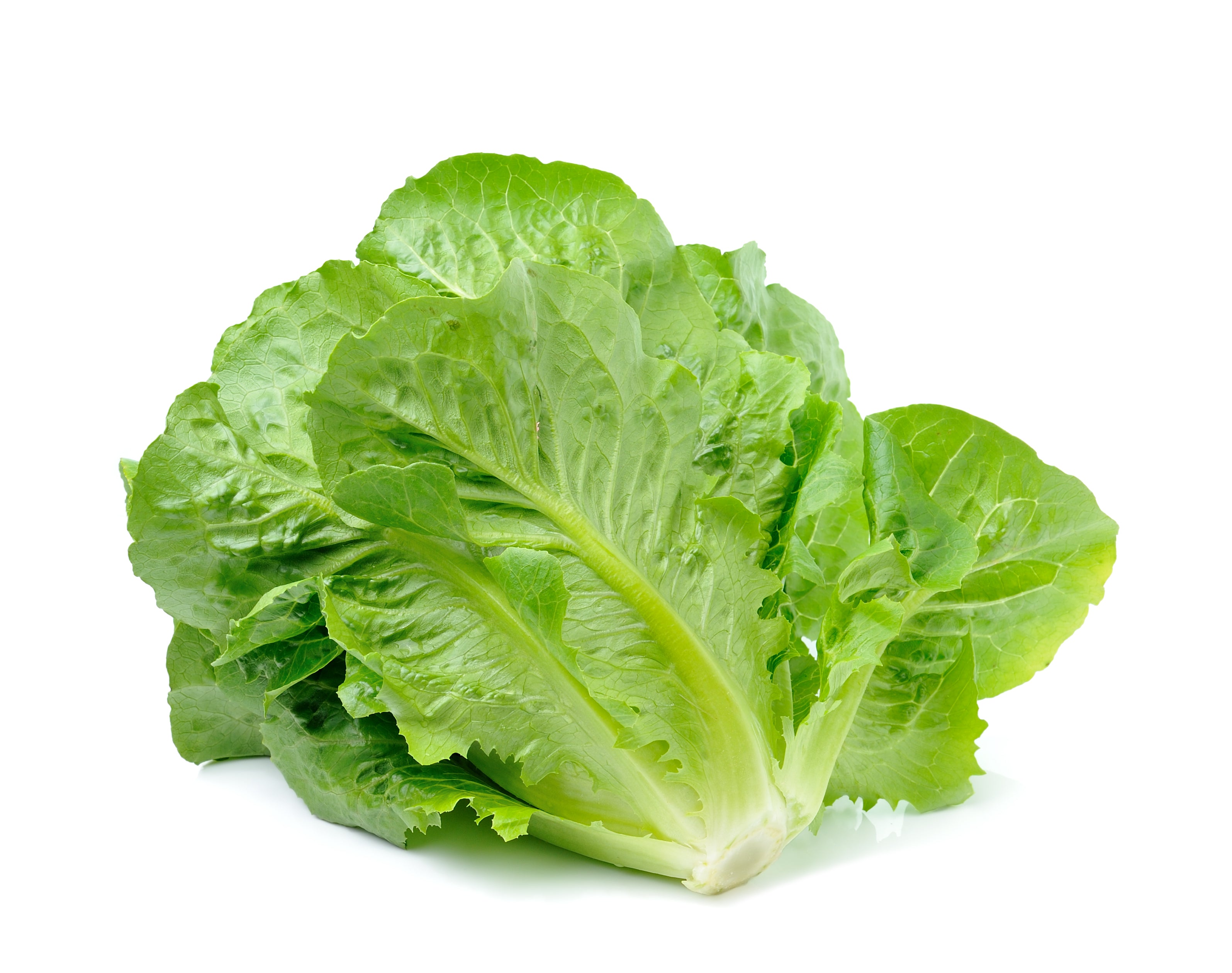 Romaine - Cos Lettuce
