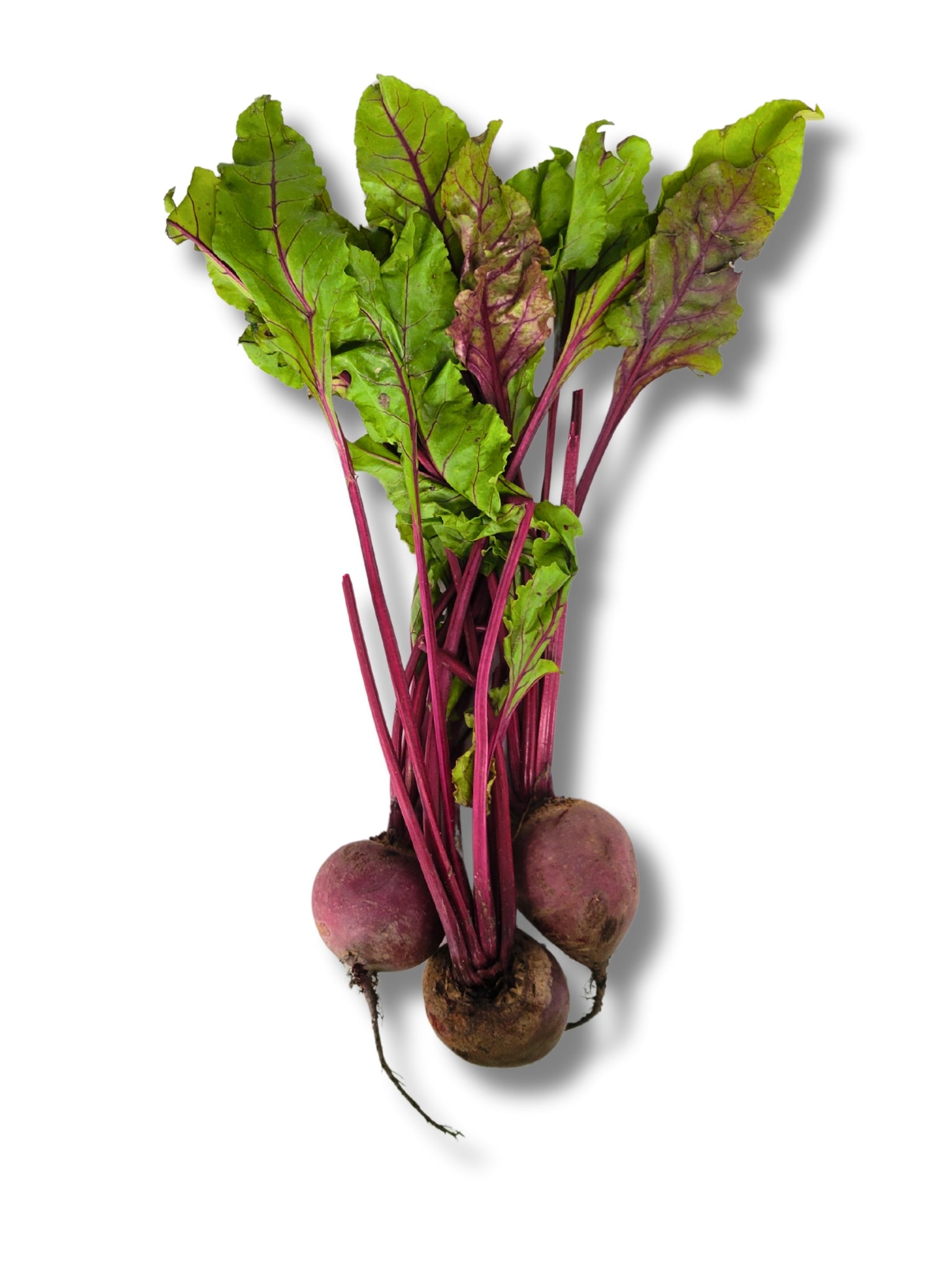 Bunch Beetroot
