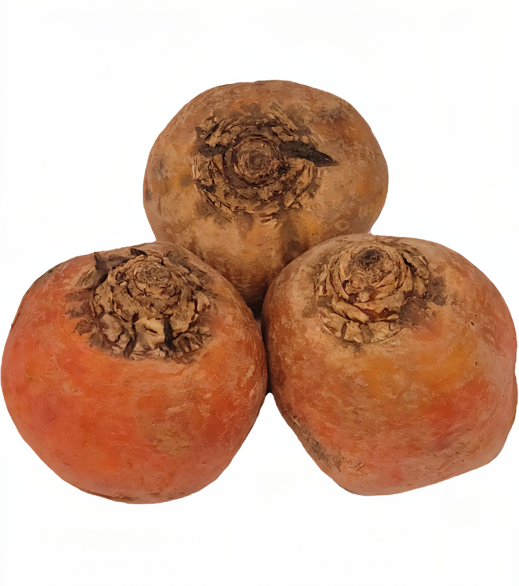 Golden Beetroot