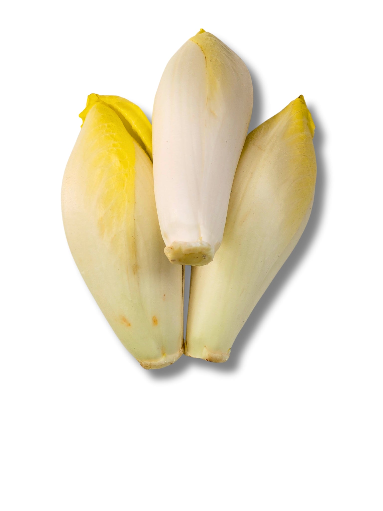 White Chicory