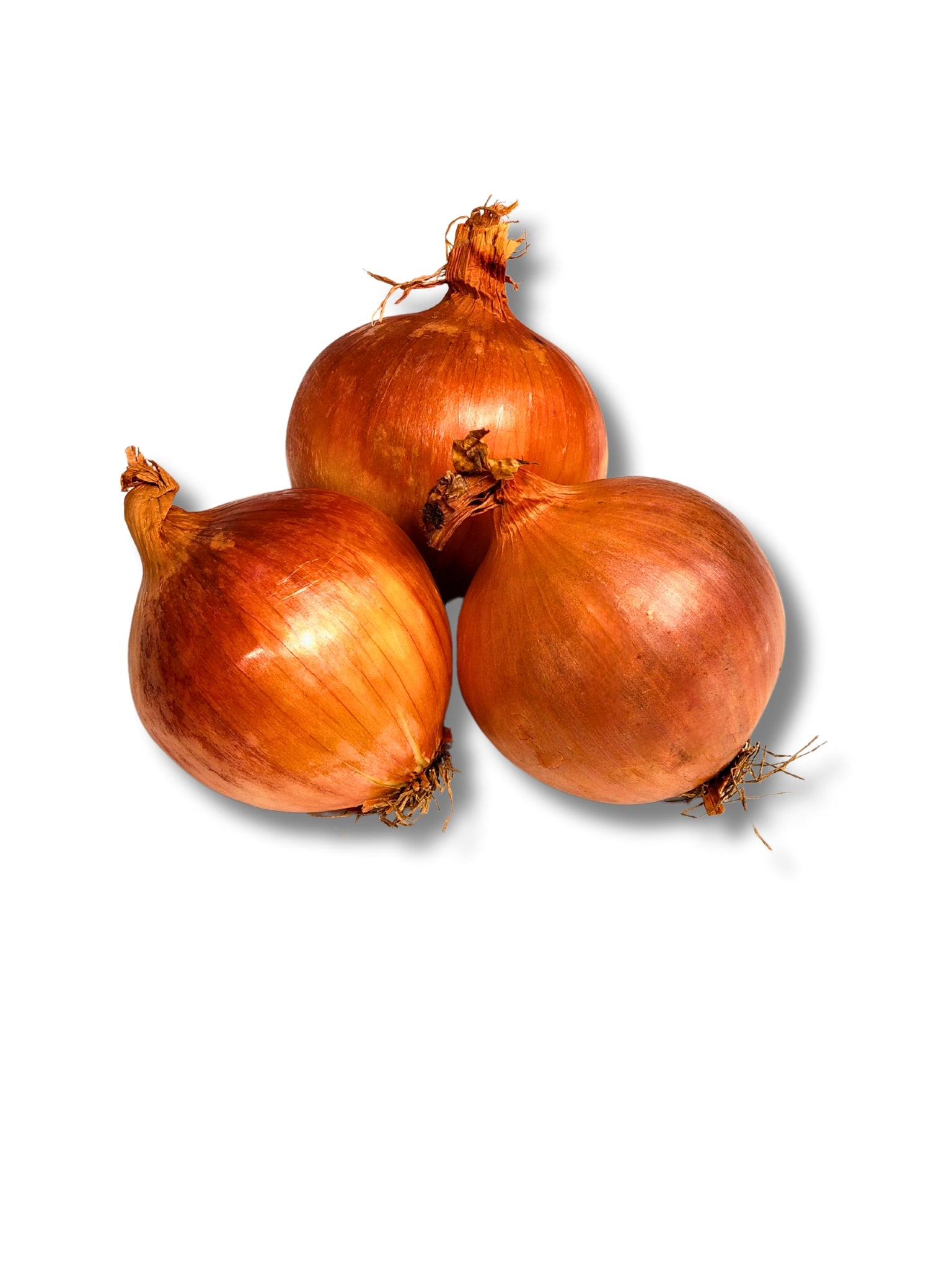 Brown Cooking Onion