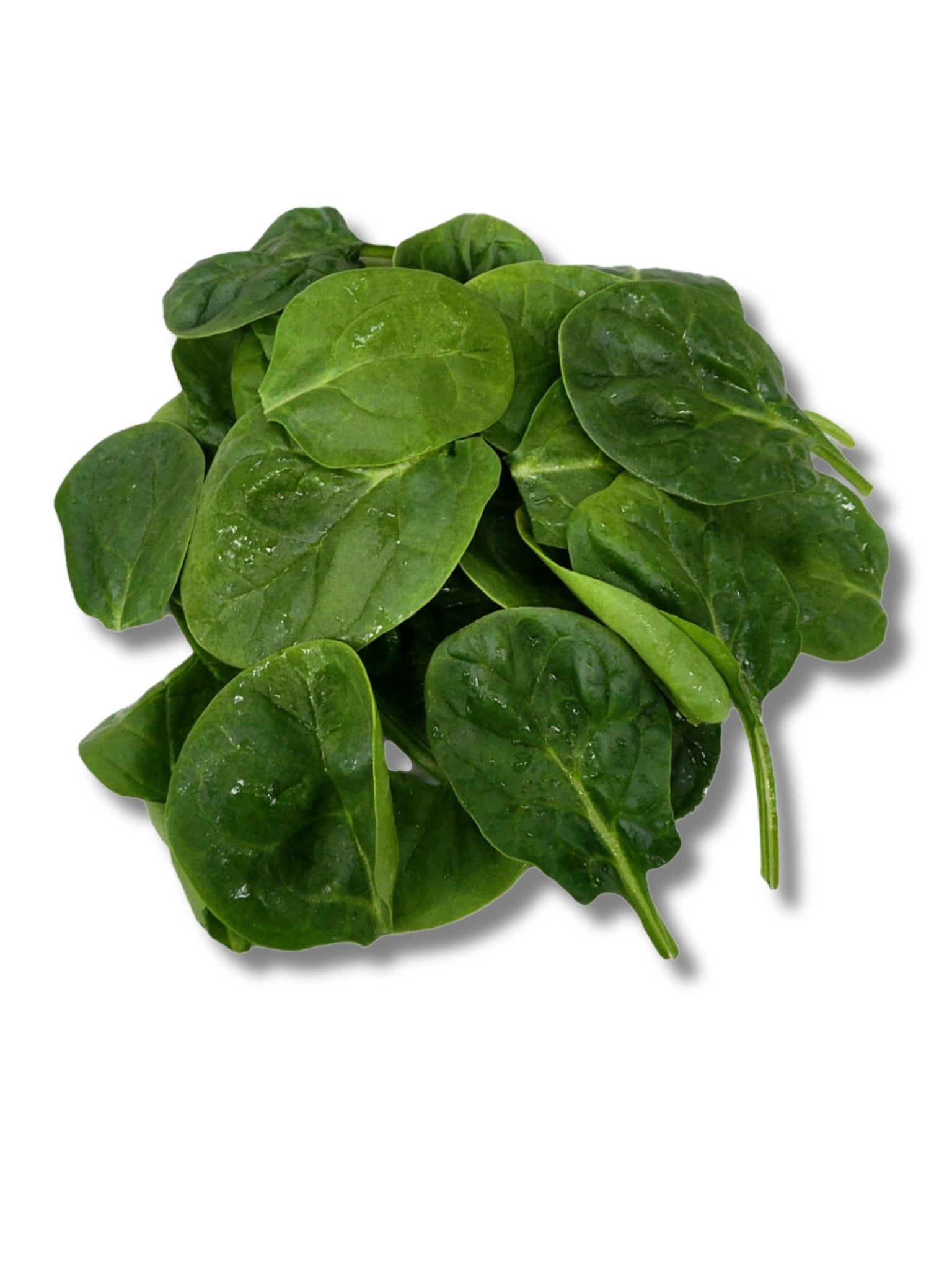 Unwashed Baby Spinach
